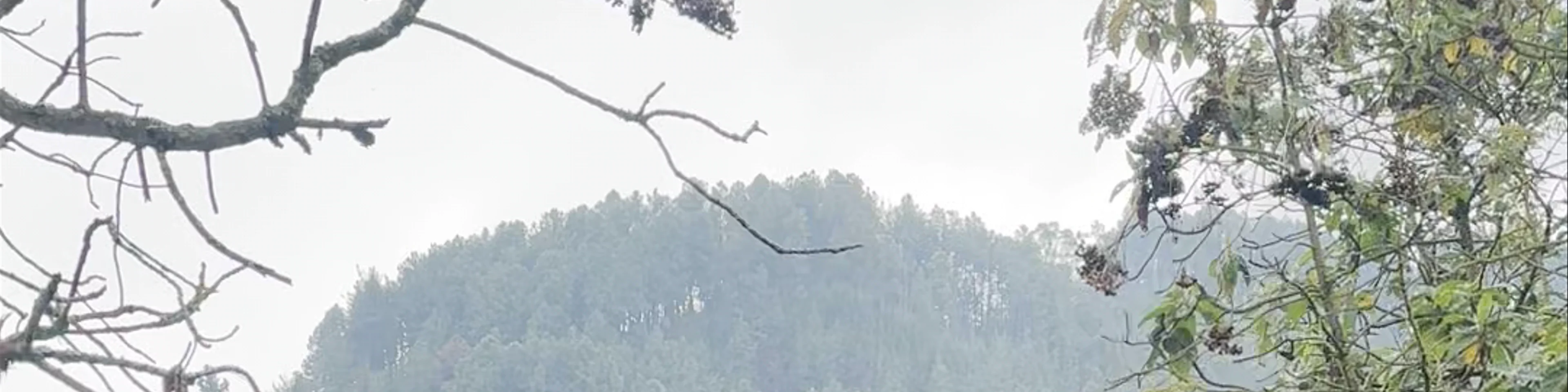 Observatorio de Aves - IDT