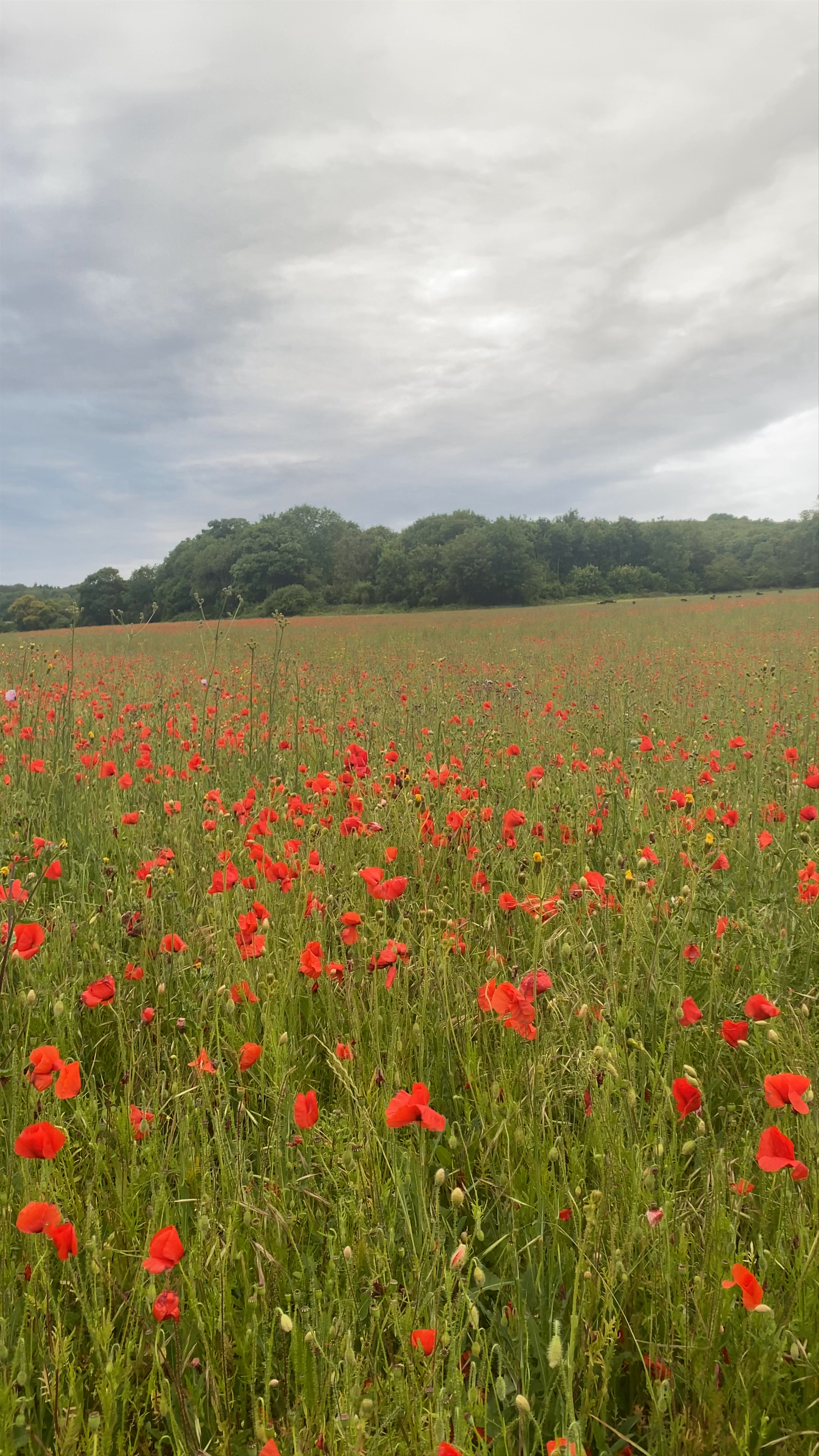 Ranscombe Farm Reserve