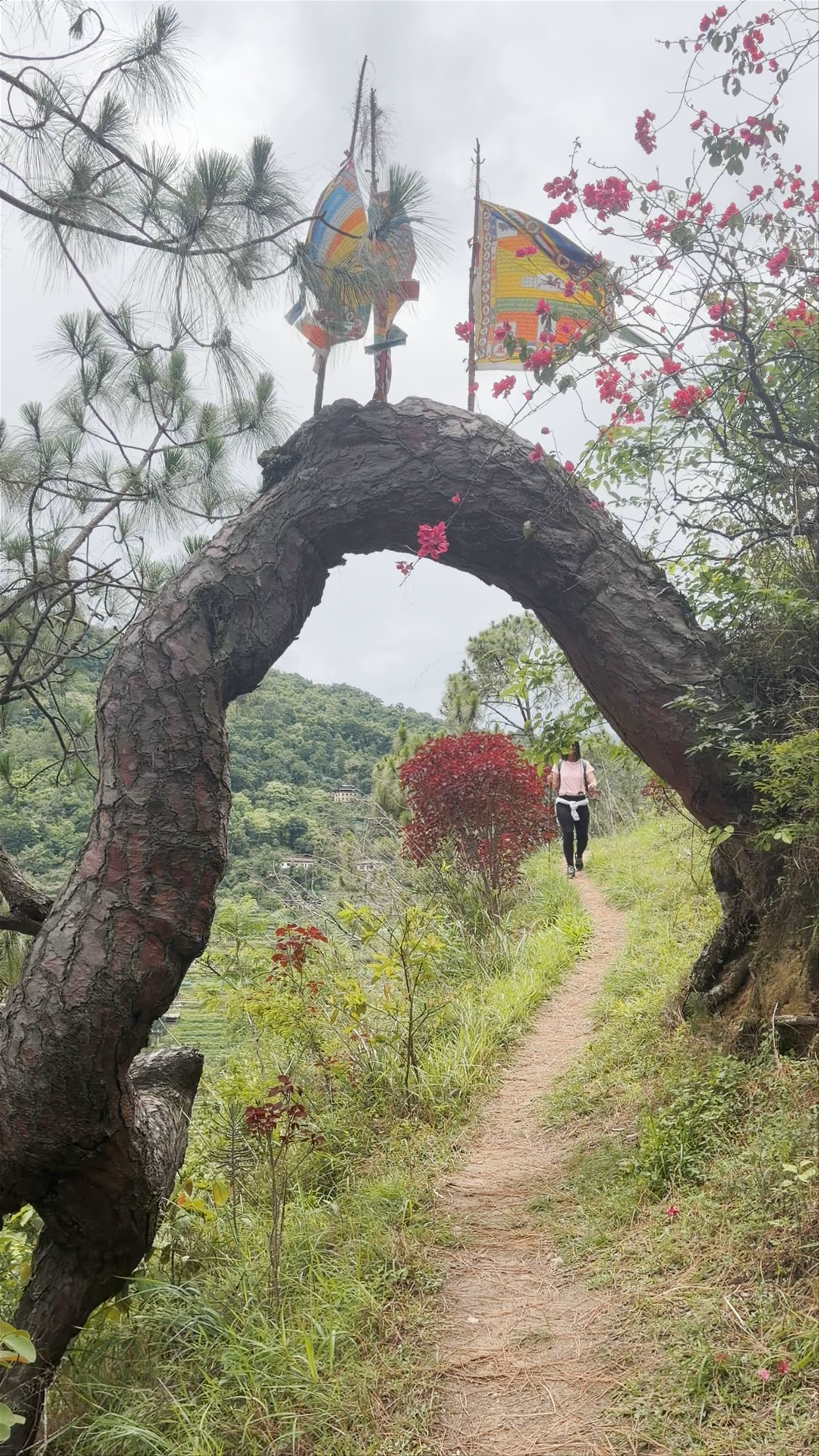 Hiking the Enchanted Lone Tree Path at Khamsum Nyenzergang Chorten, Bhutan