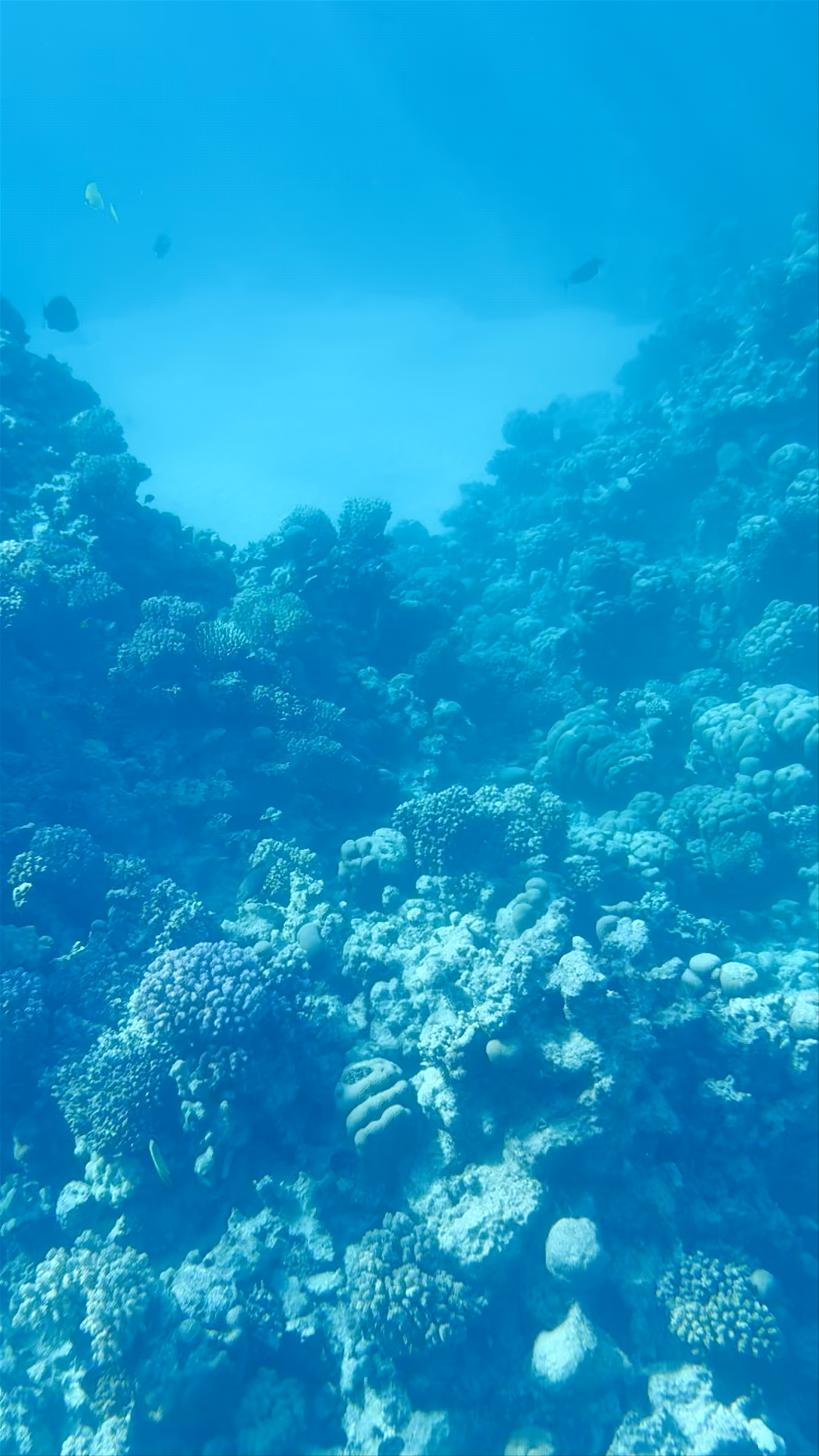 Underwater Dive at Reef Oasis Jetty, Sharm El Sheikh