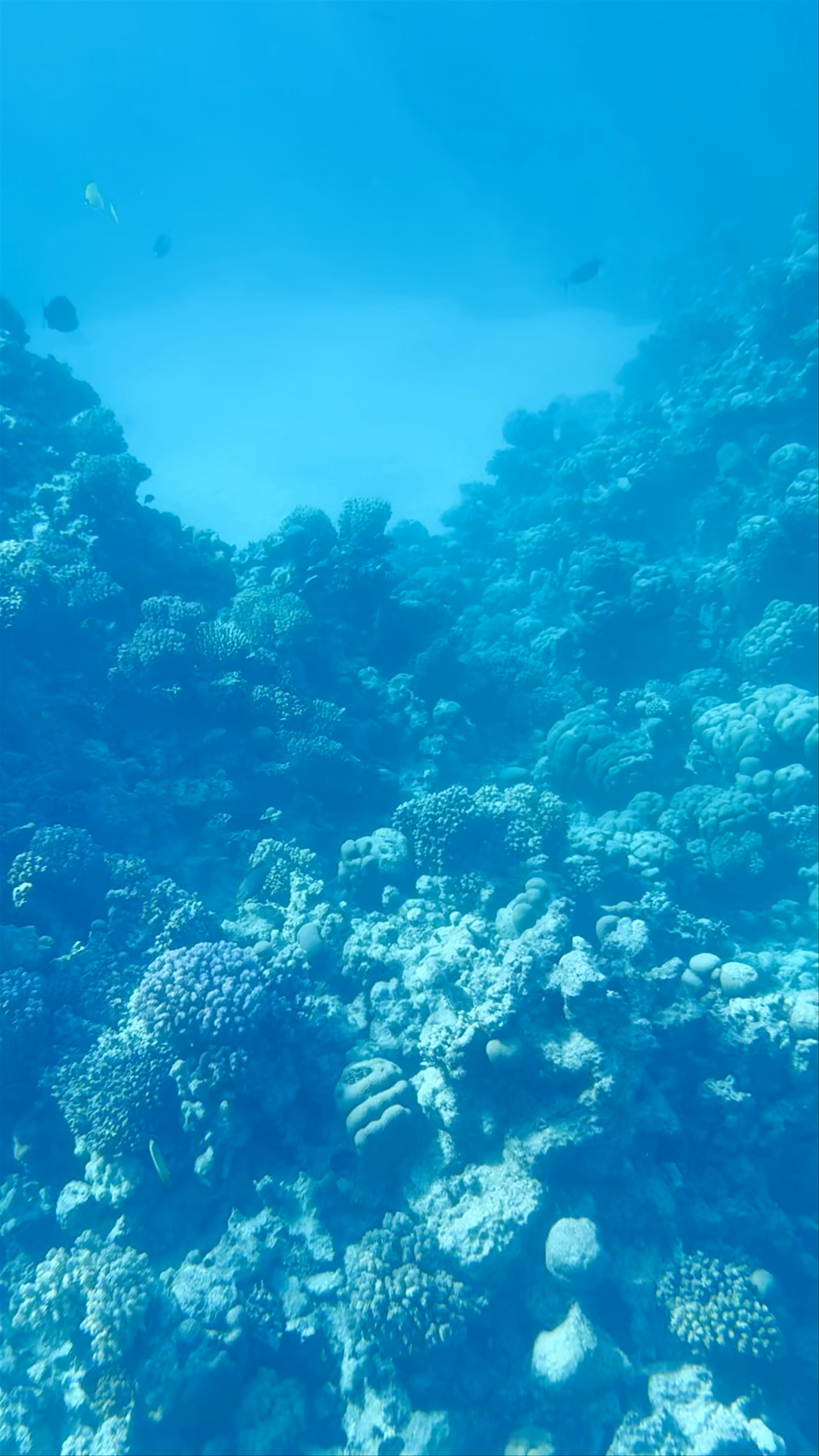 Reef Oasis - dive jetty