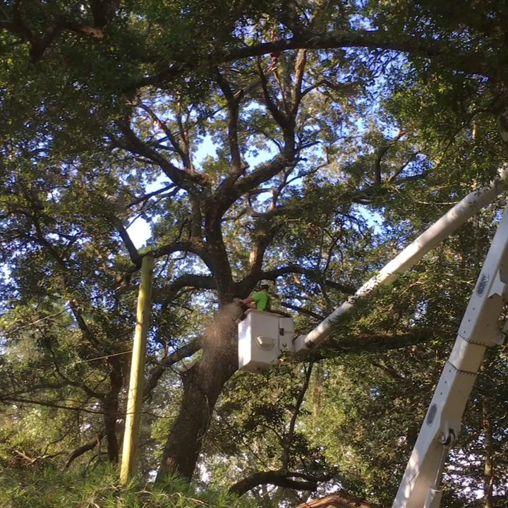 Miller's Tree Service - Expert work - Tree Services Near Me - Tallahassee, Florida