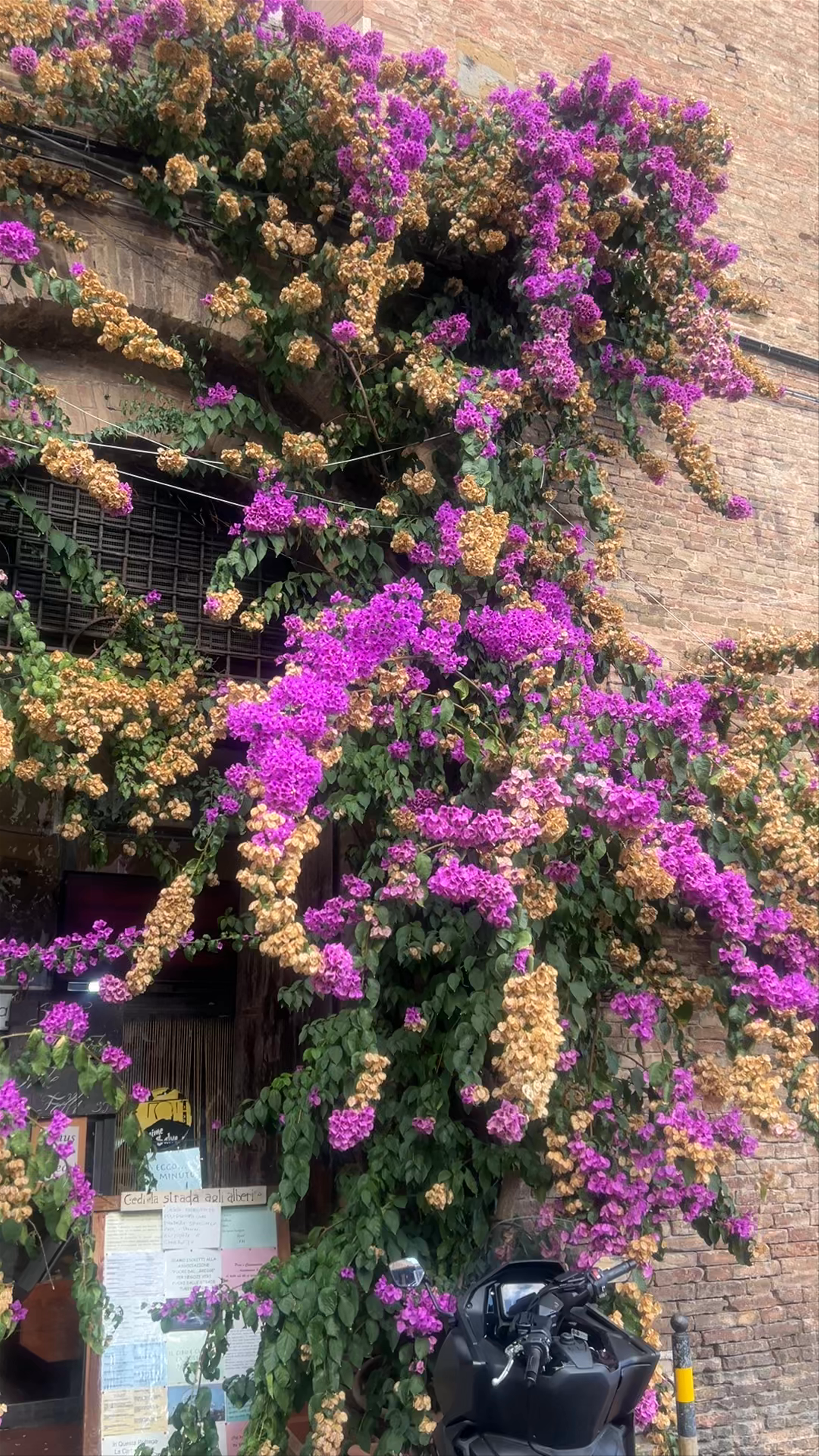 Enchanting Autumn Afternoon at Palazzo Pubblico, Siena