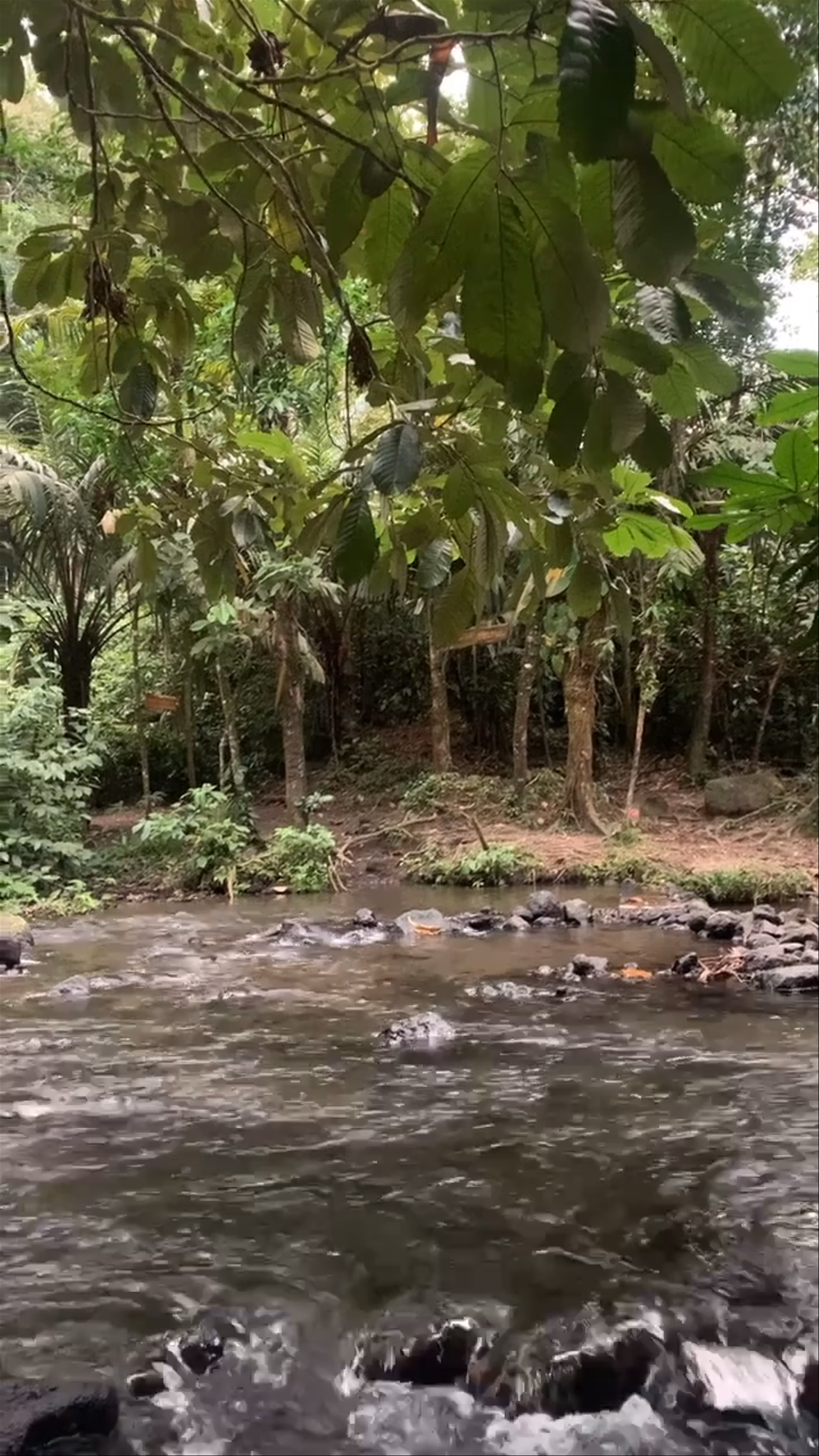 Free Natural Hot Springs River in La Fortuna, Costa Rica