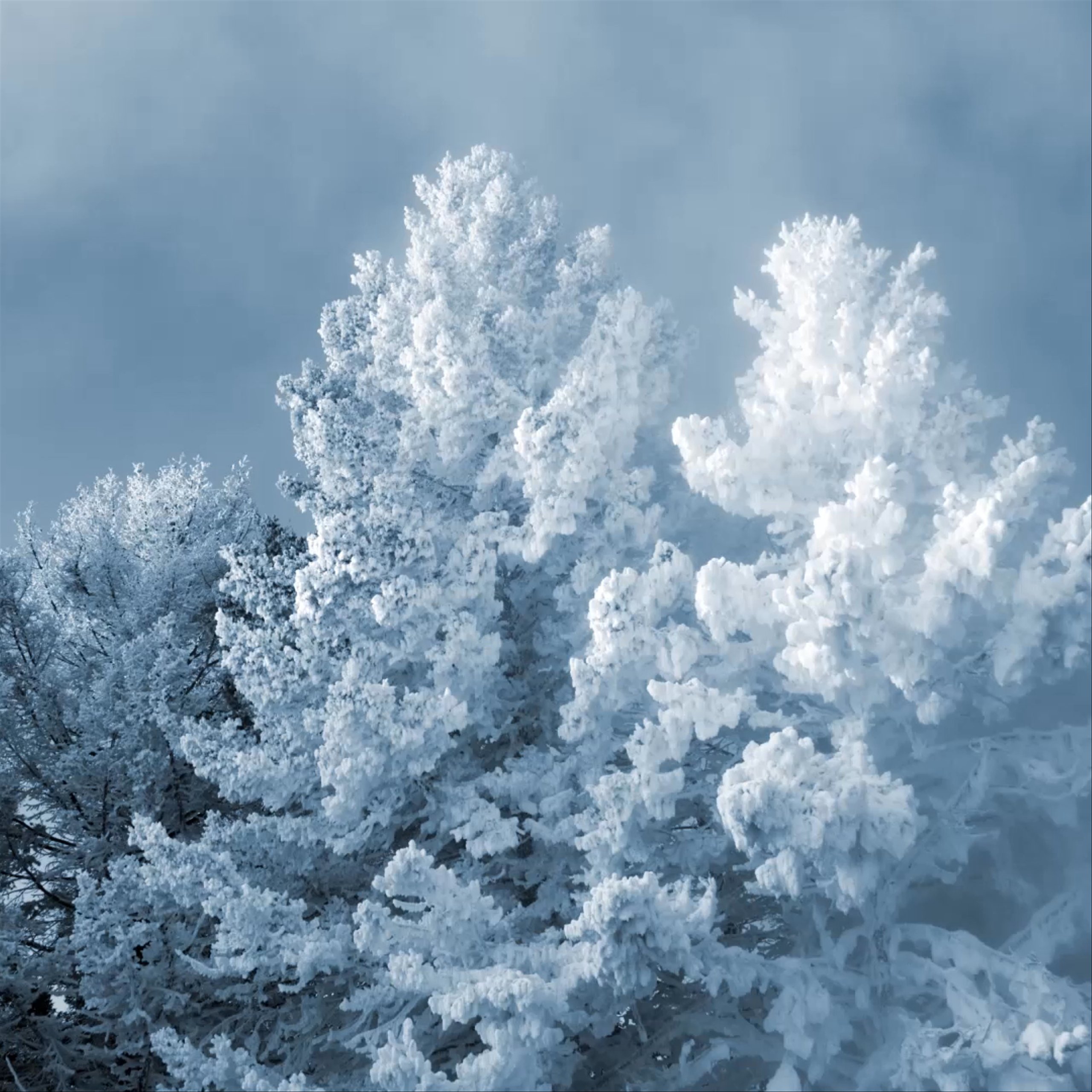 Tops of trees covered in heavy snow with fog rolling behind them.