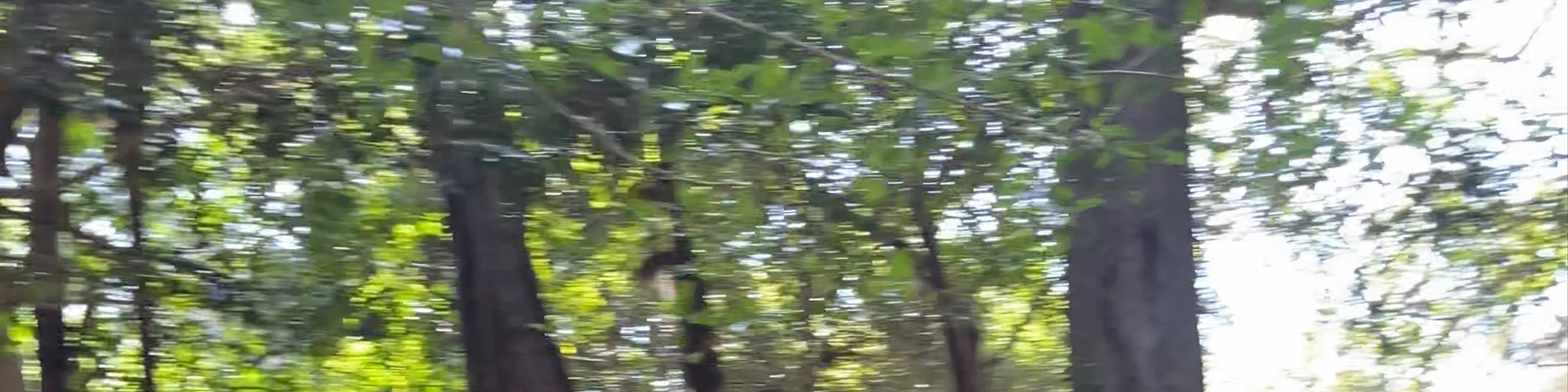 Kumano Kodo - Nakahechi Daimon-saka Pilgrim Route