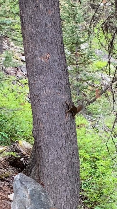 Inspiration Point - Found this little fella - Hiking Near Me