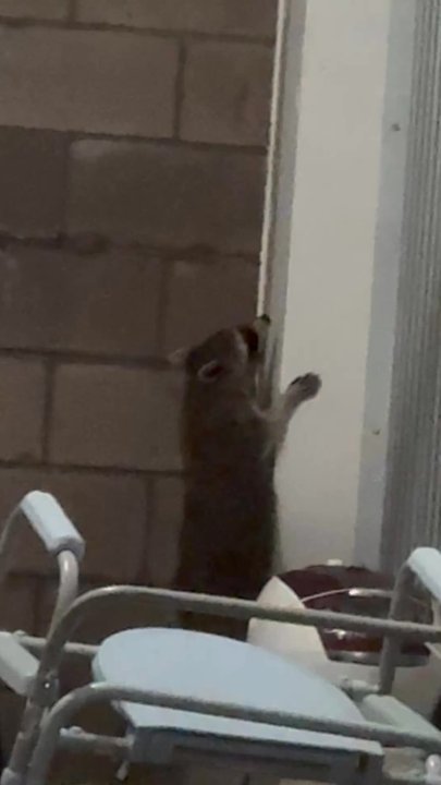 CubeSmart Self Storage - racoon in the unit - Self Storage Near Me - Fairfax, Virginia