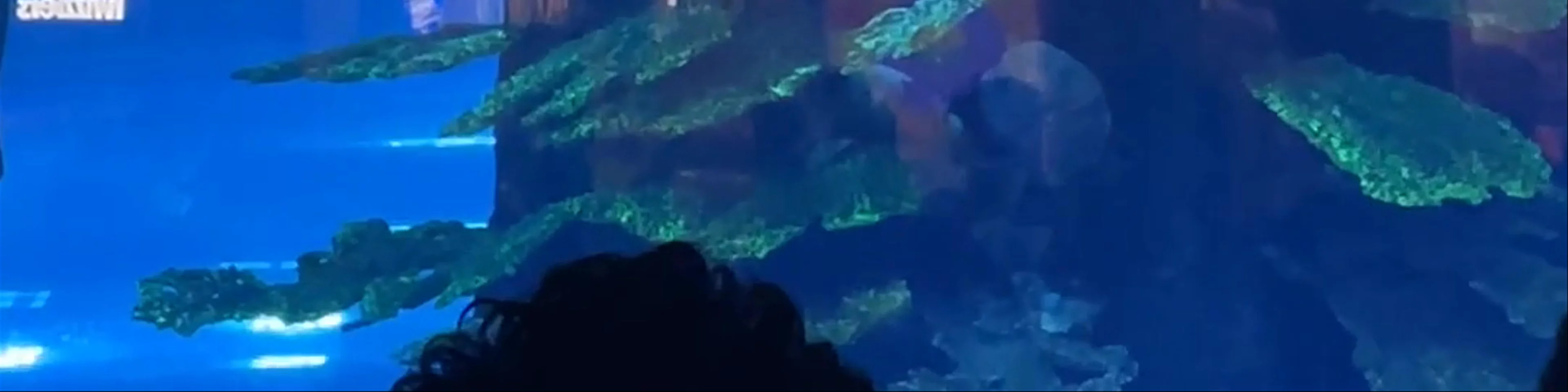 Dubai Aquarium & Underwater Zoo - شارع المركز المالي، - Dubai - United Arab Emirates