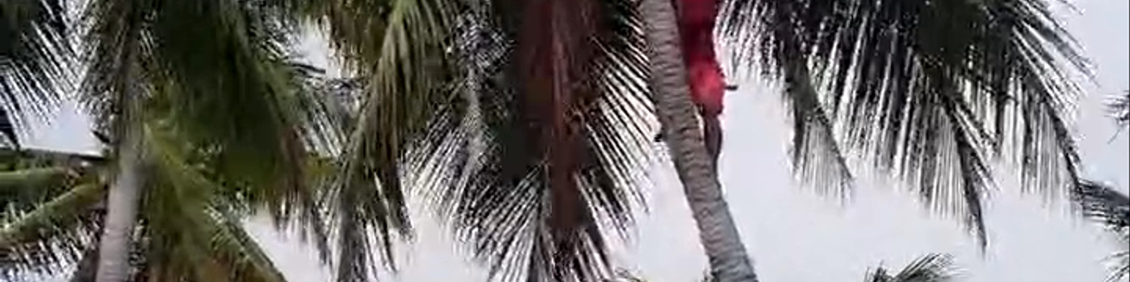 Jaboatão