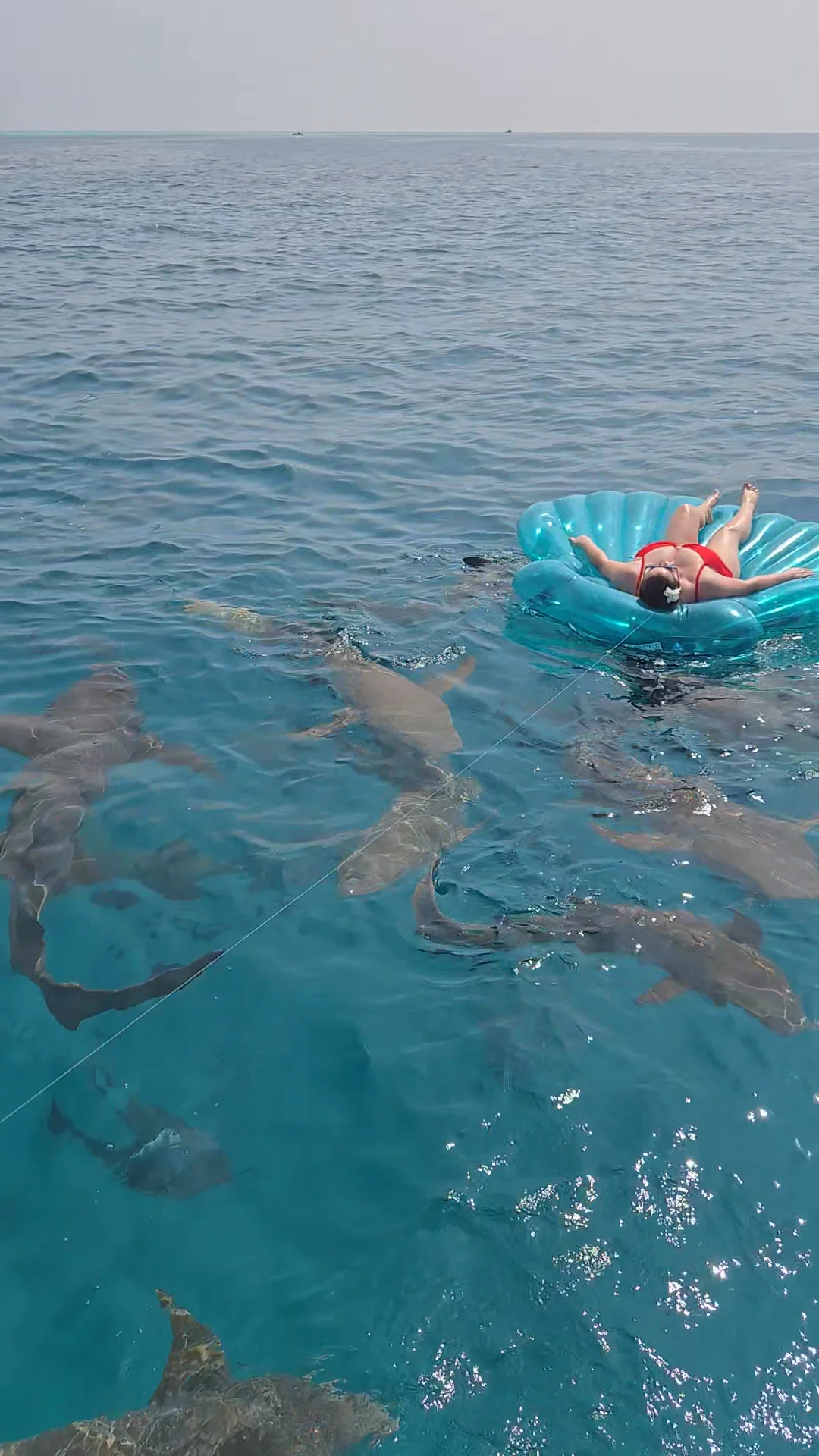Video 7 · Liudmila · Maldives Beach Life: Dolphins, Turtles & Sunset Sandbanks in Vaavu Atoll