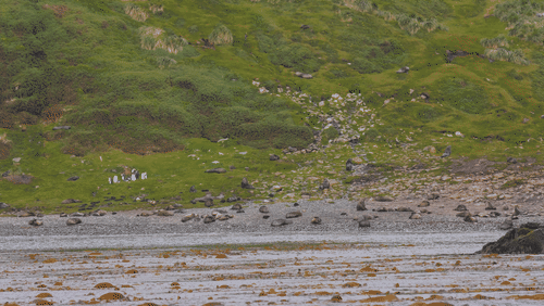 Sant Georgia Seals animated gif