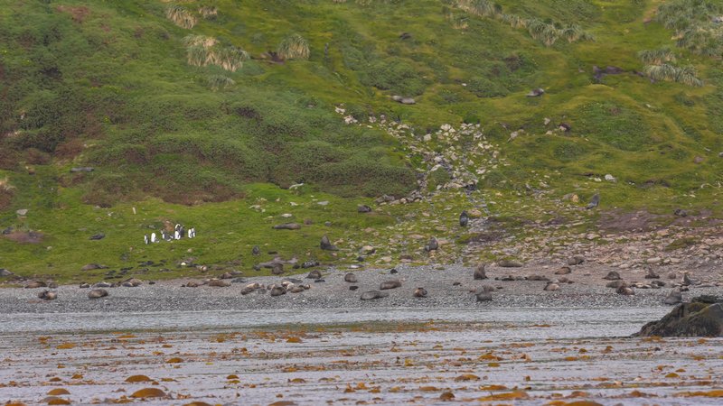 Sant Georgia Seals poster