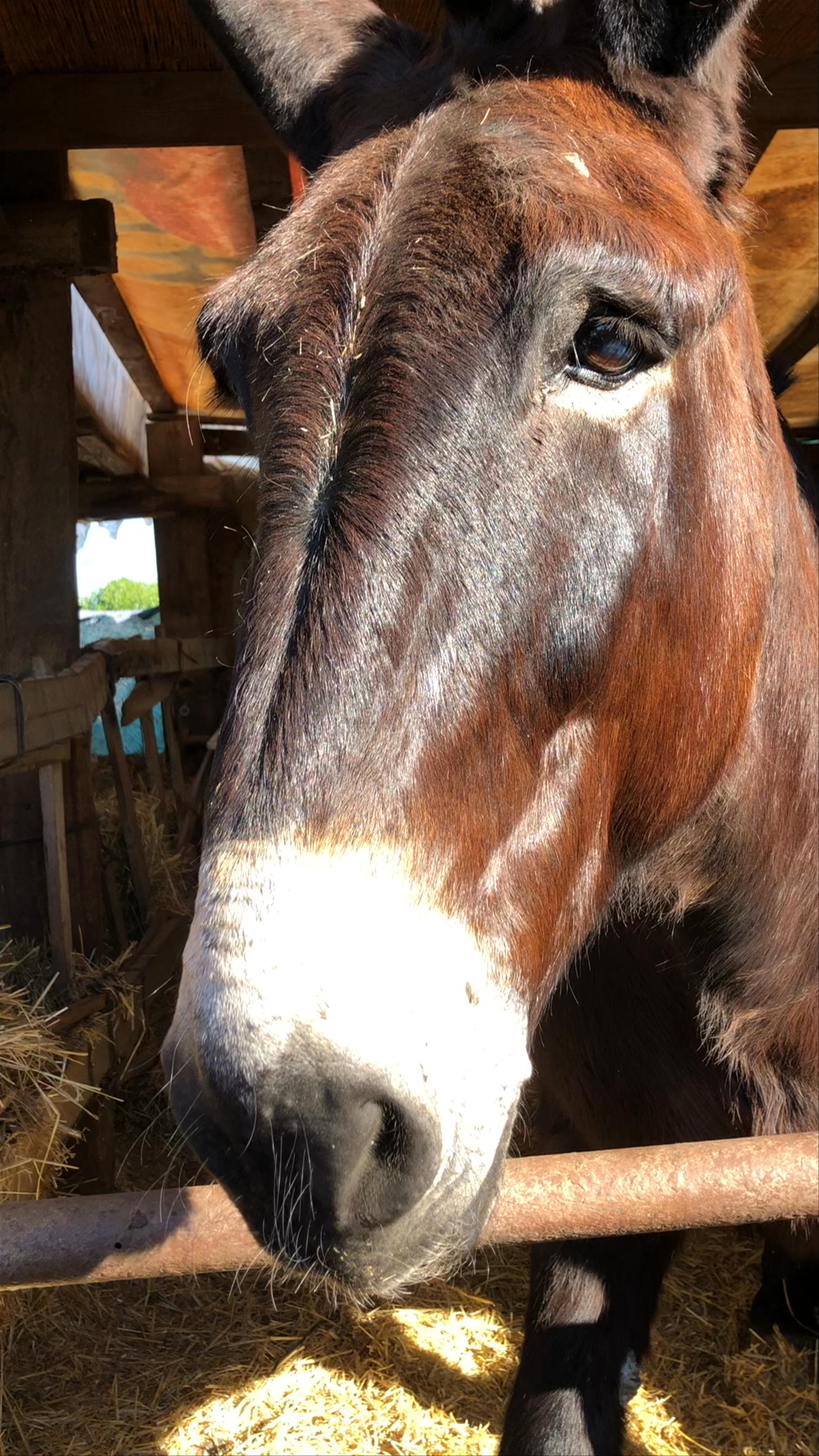 Up-Close with a Donkey at Barraca Toni Montoliu, Meliana