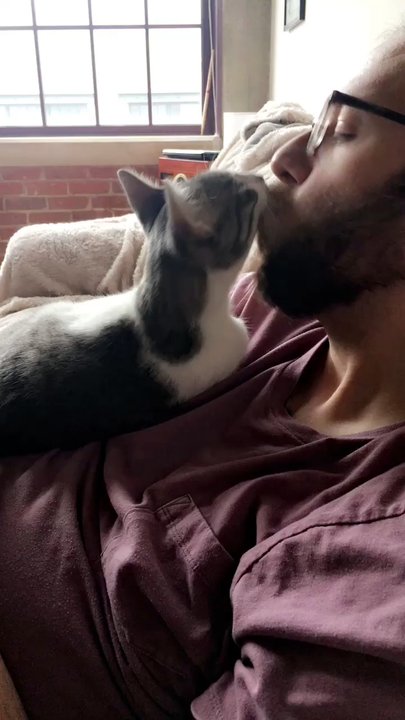 Richmond SPCA - Previously Matt, we renamed him Besito (little kiss) because he is so affectionate!! - Animal Shelters Near Me - Richmond, Virginia