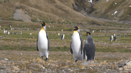 King Penguins on Saint Georgia Island animated gif
