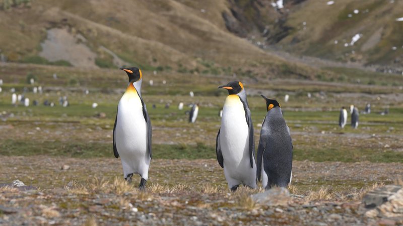 King Penguins on Saint Georgia Island poster