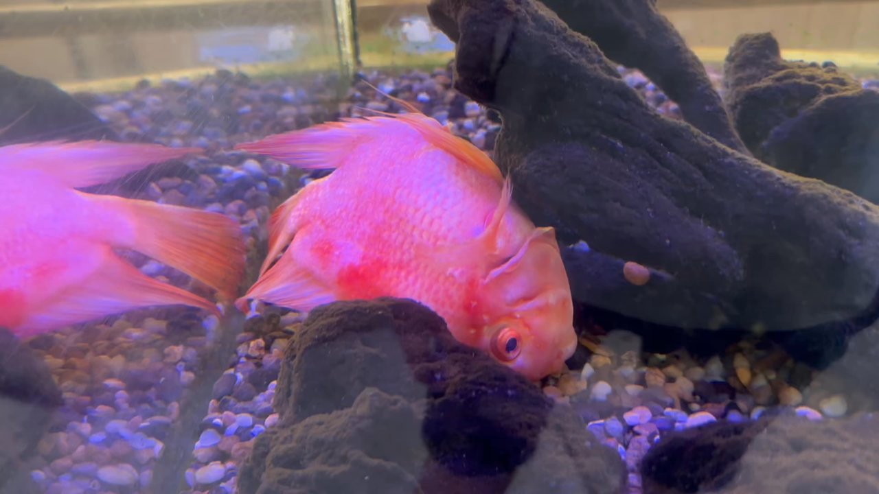 Old Pro Golf - Fish suffering - Mini Golf Near Me - Ocean City, Maryland