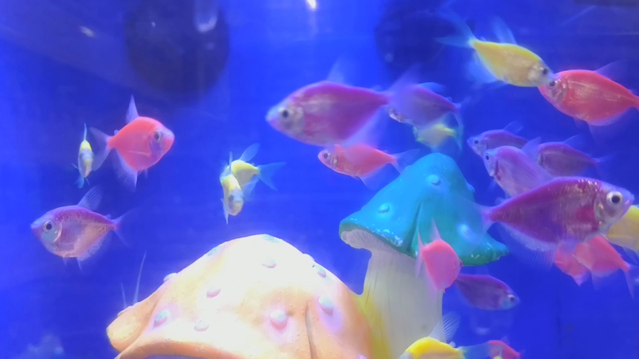 PetSmart Dog Training - Tetras. - Pet Stores Near Me - Vancouver, British Columbia