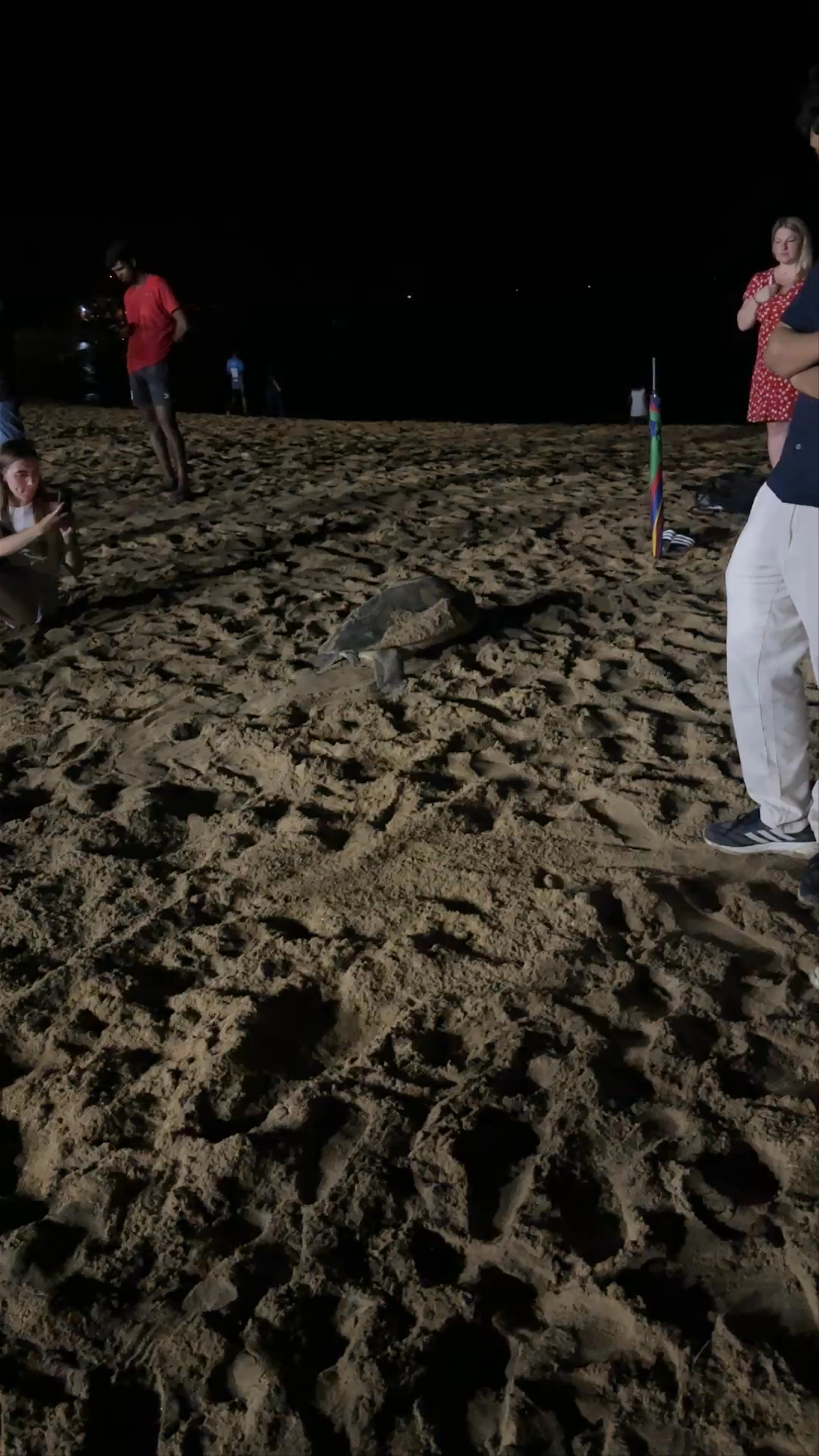 Nighttime Turtle Encounter at Unawatuna Beach, Sri Lanka