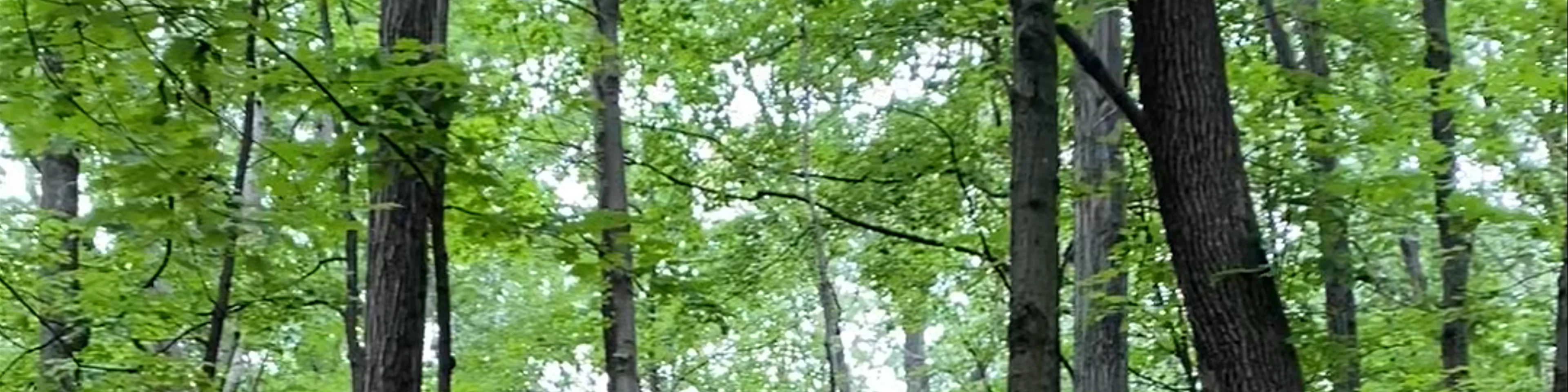 Cedar Mountain