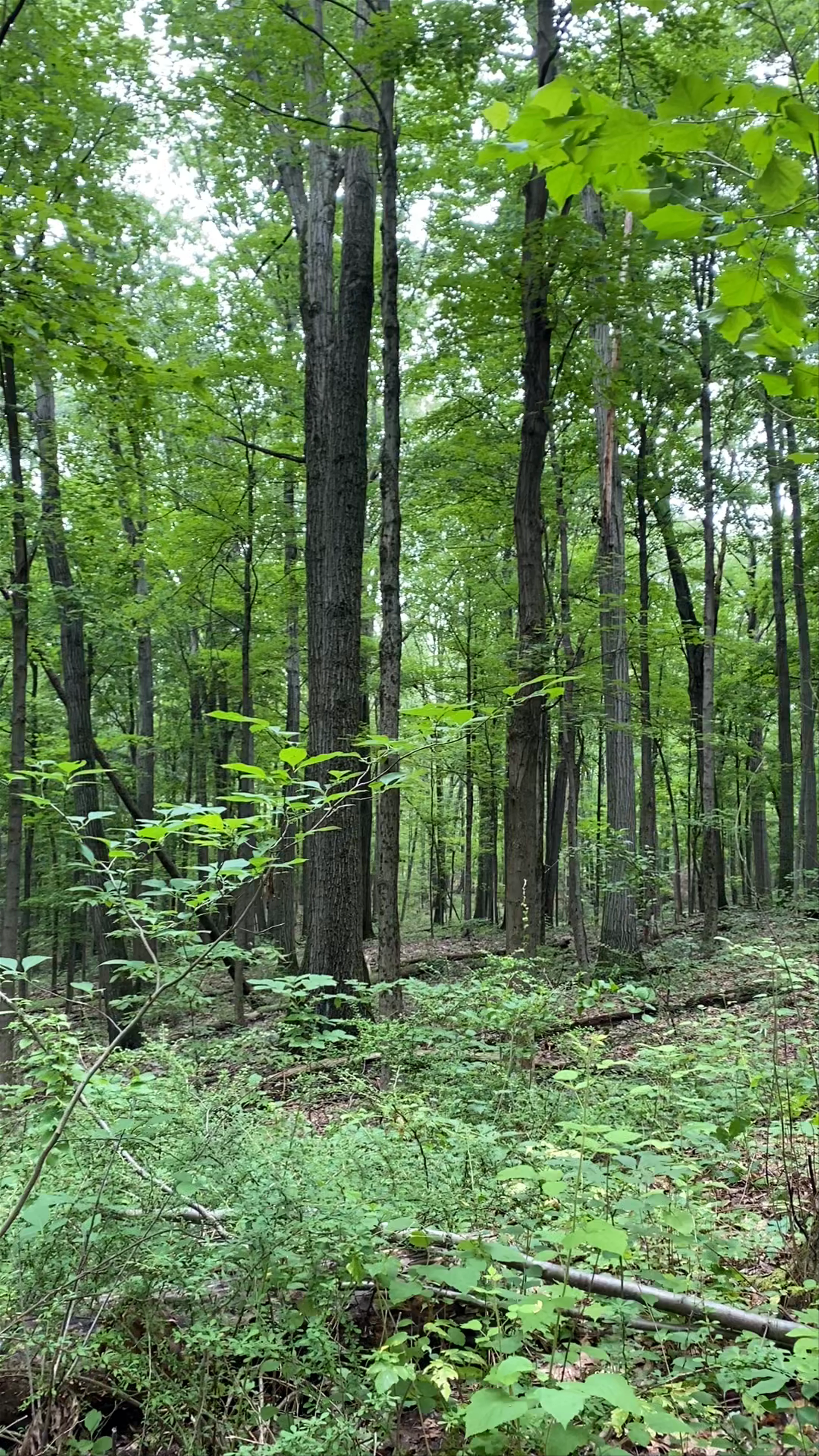 Cedar Mountain