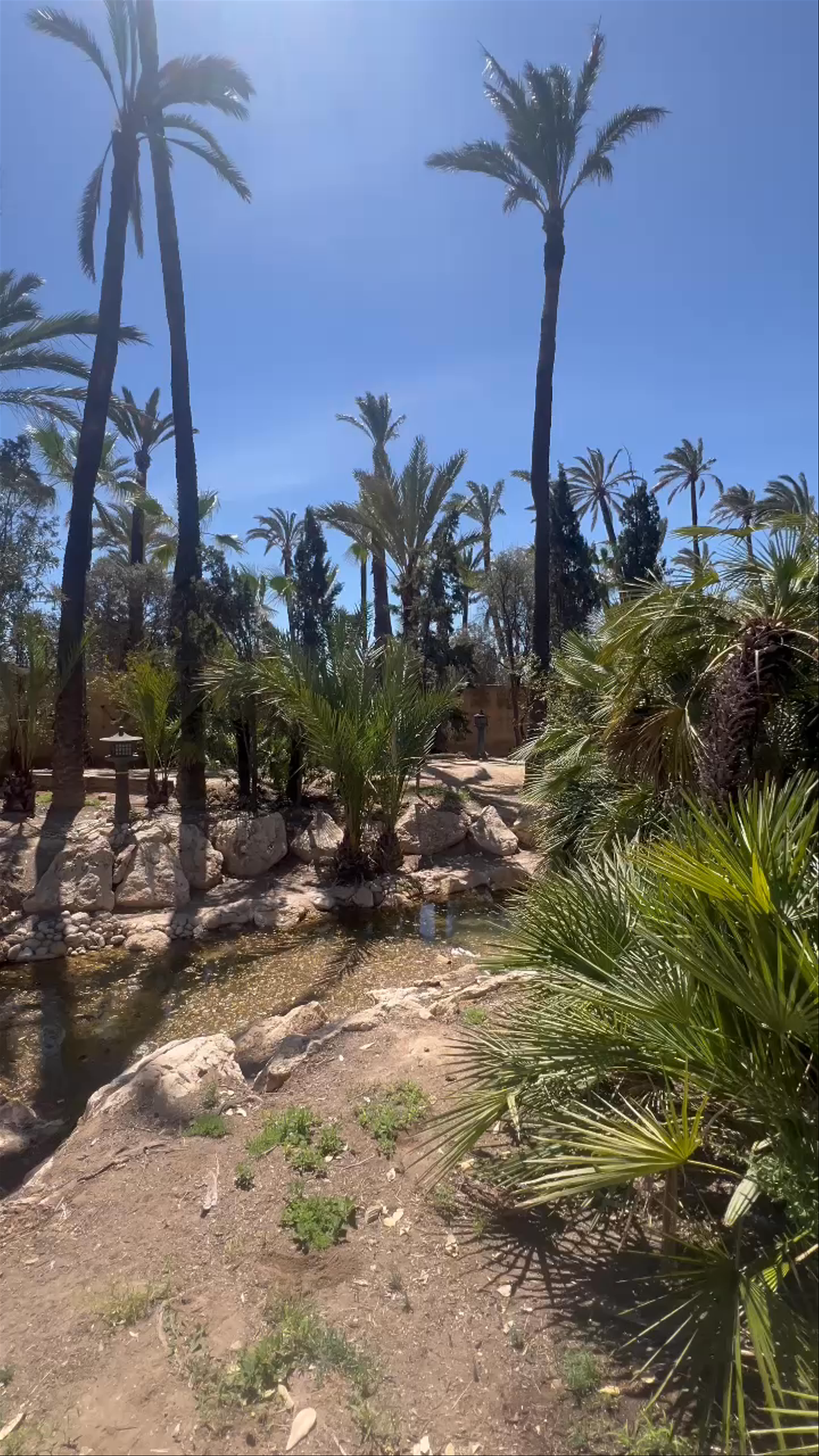 Serene Palm Oasis at Parque El Palmeral, Alicante