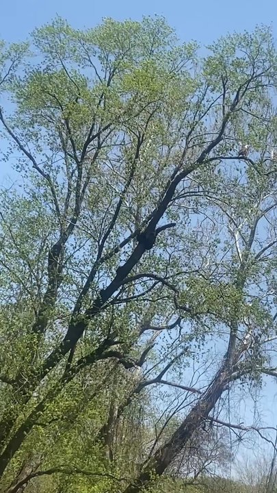 Metacomet Tours - Bald eagle 20 minutes in ! They were circling! Even caught one eating ! - Rafting/Kayaking Near Me - Windsor, Connecticut
