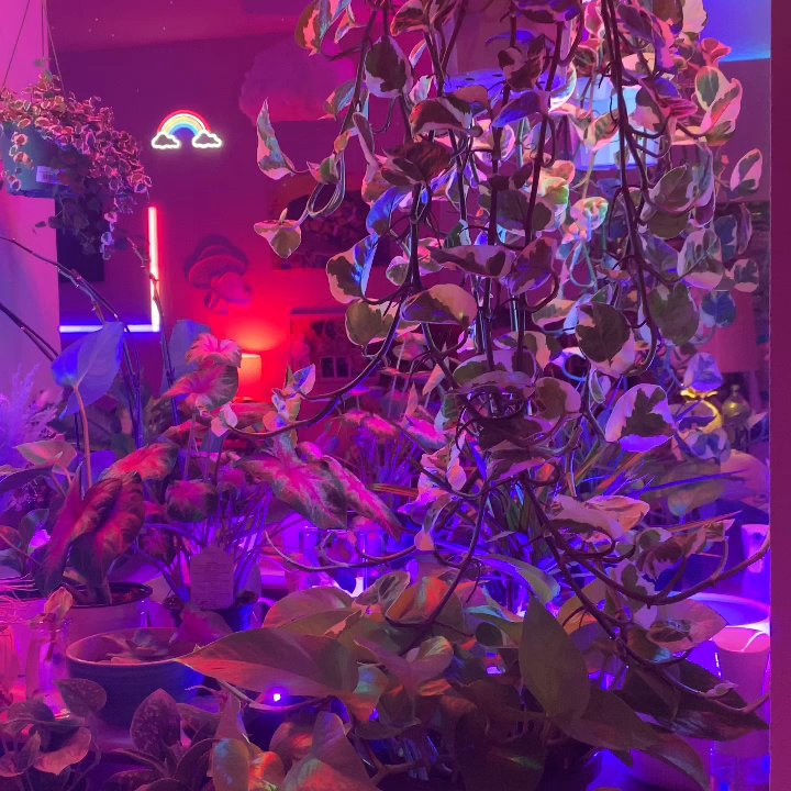 Interior Gardens - Turned my bar into a cosmic jungle. - Nurseries & Gardening Near Me - Las Vegas, Nevada