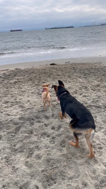 Camp Cocker Rescue - Animal Shelters Near Me - Los Angeles, California