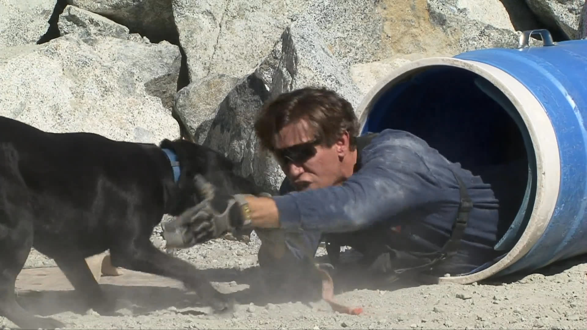 A canine handler engages a black Labrador in a tug-of-war exercise while positioned inside a training tunnel. This drill reinforces the dog's focus and physical engagement during active training.