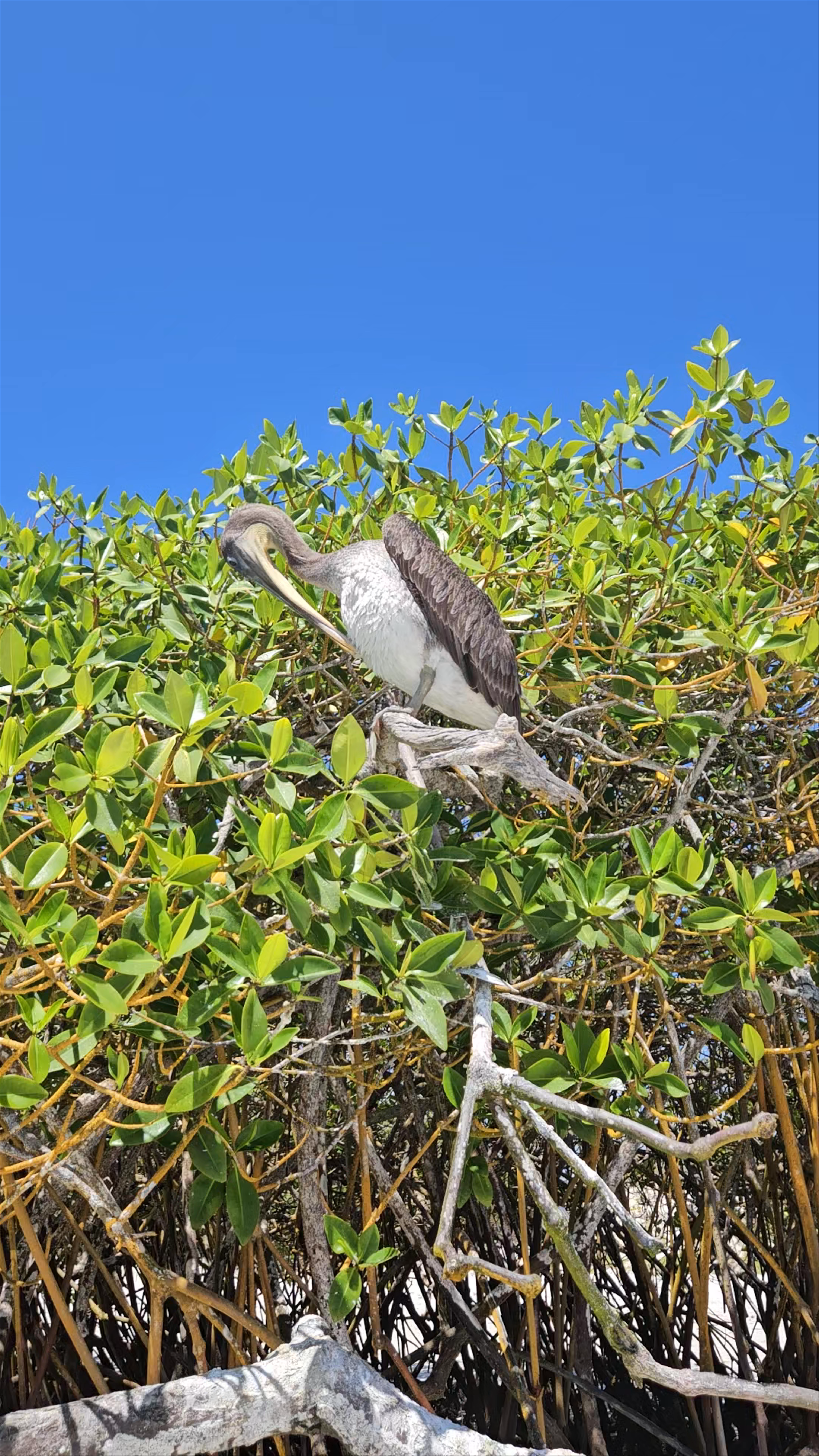 Wildlife and Mangroves at Playa Peninsula, Ecuador