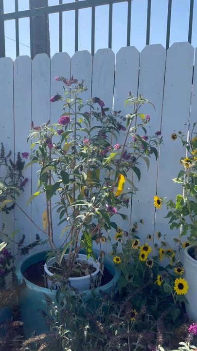 Armstrong Garden Centers - Butterflies - Nurseries & Gardening Near Me - Glendale, California