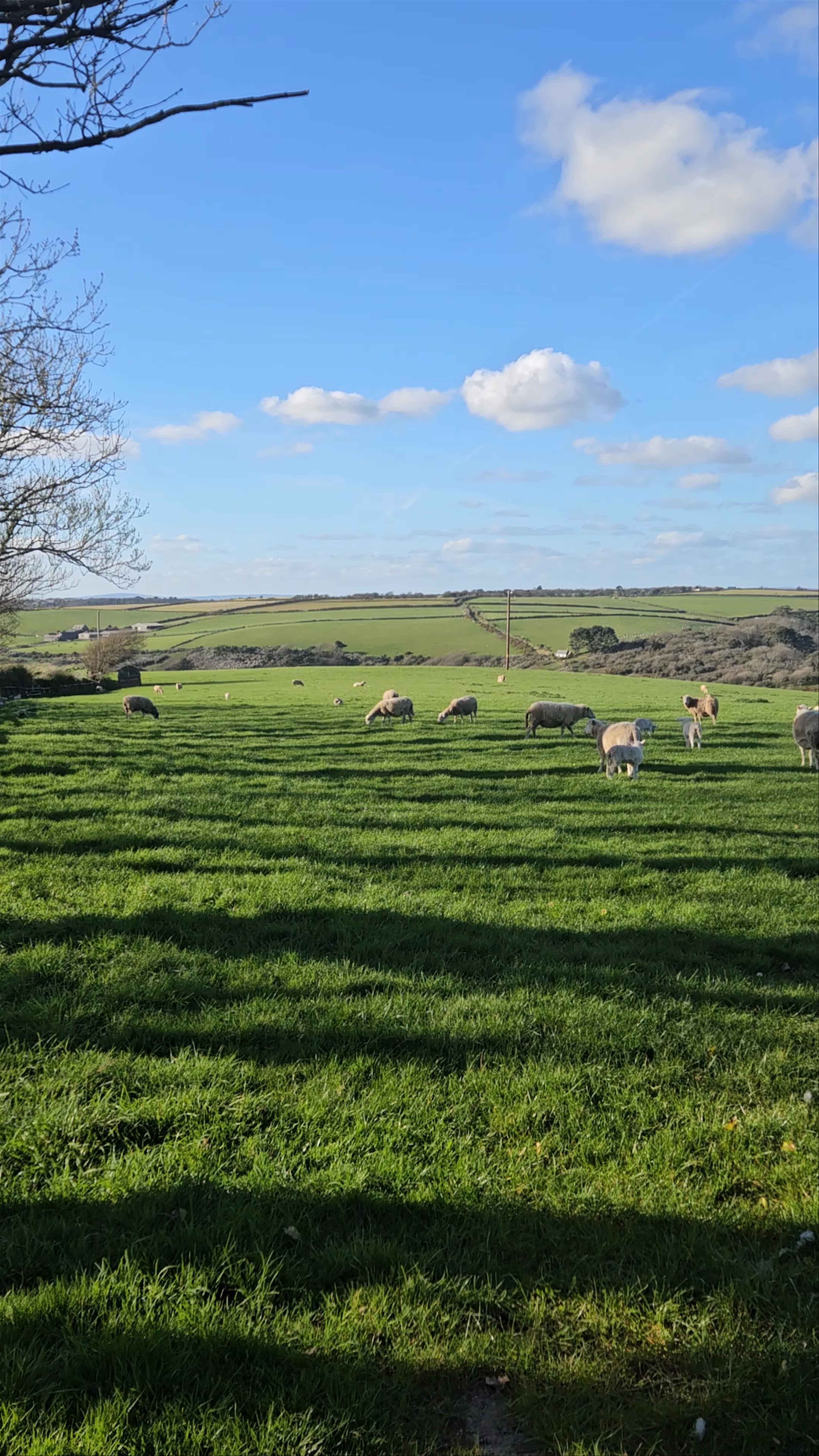 Bucolic Sheep Grazing at Worswell Barton Farm, Noss Mayo