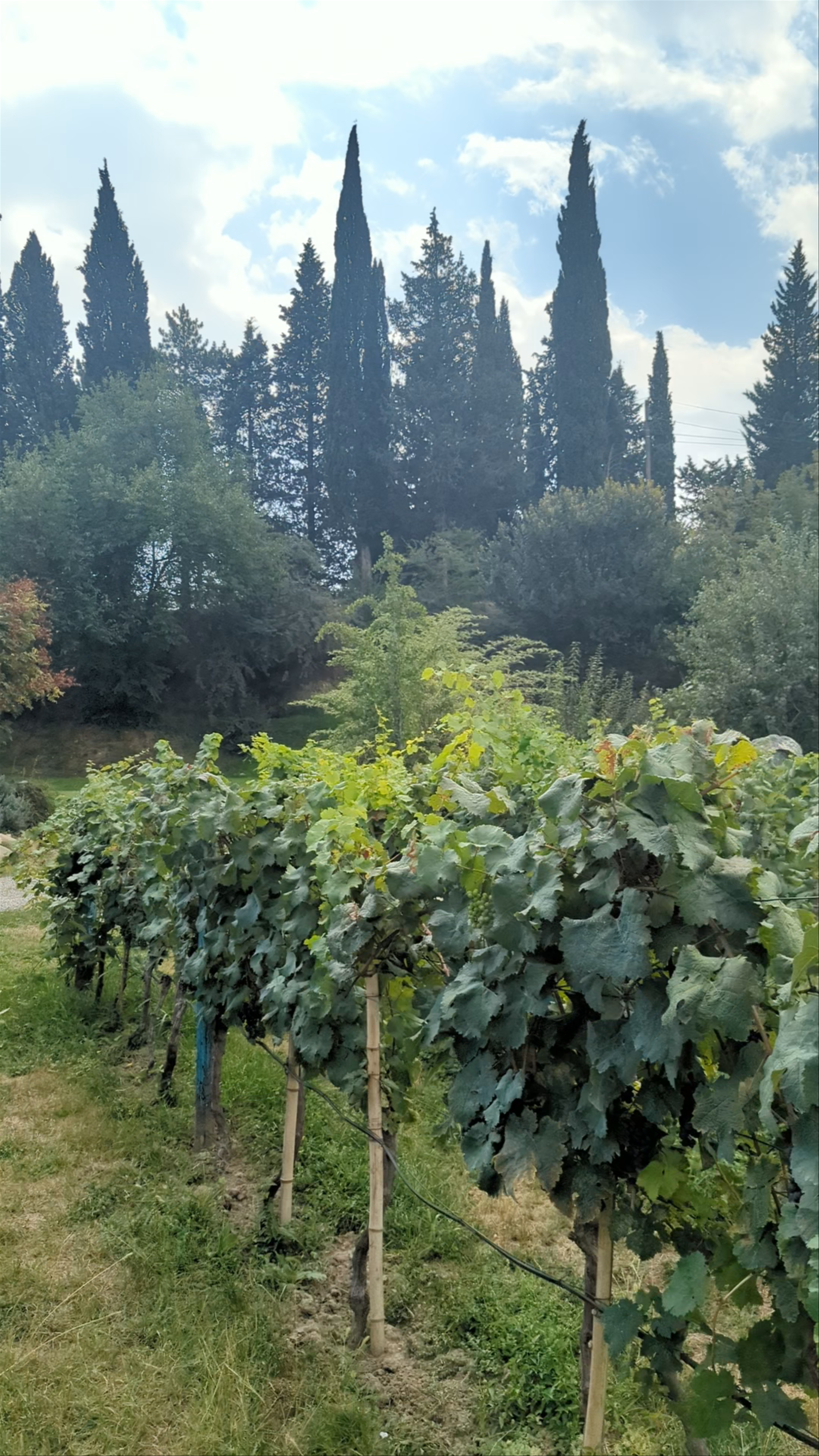 Shumi Winery Kakheti