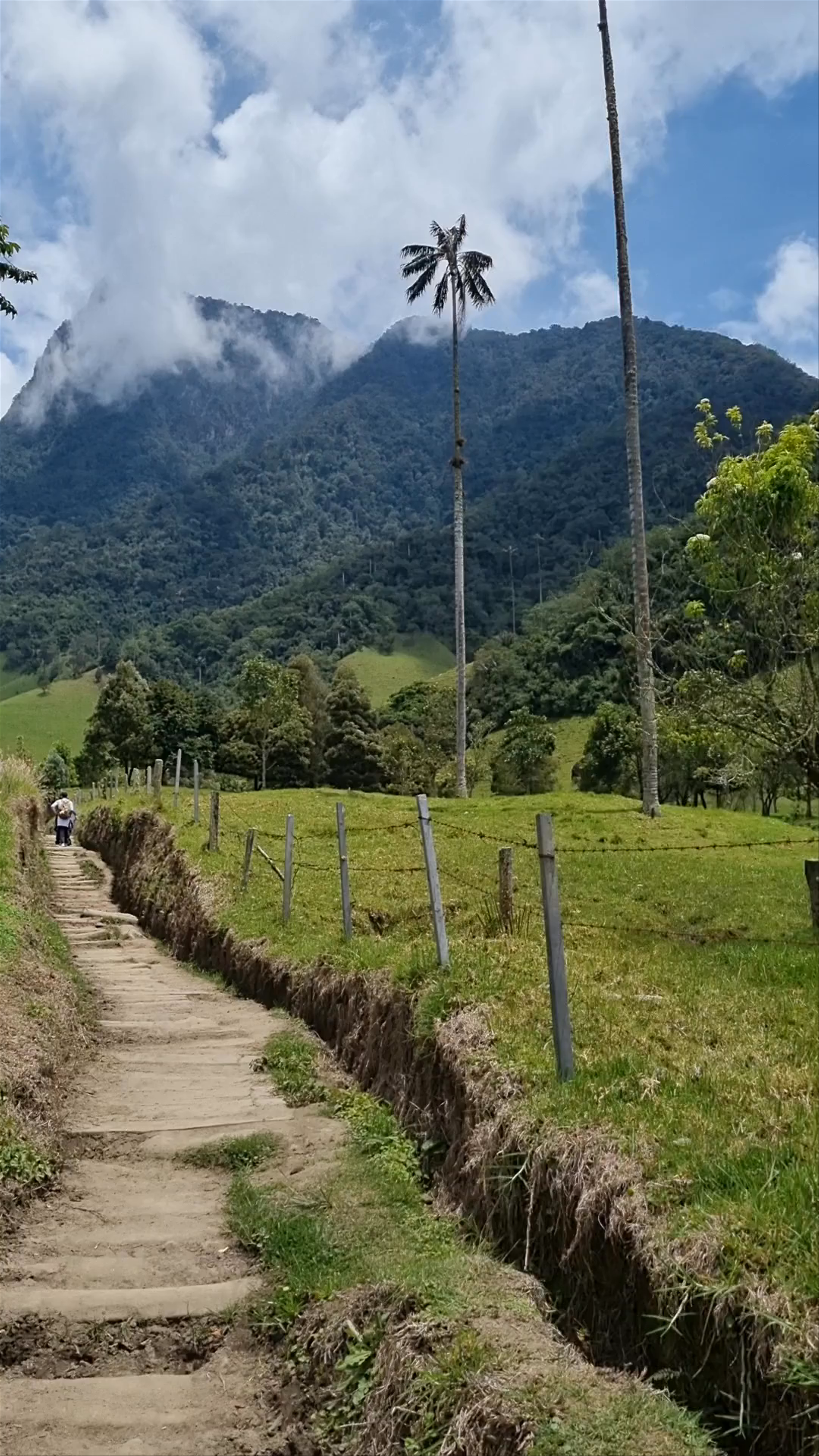 Cocora Valley Trail
