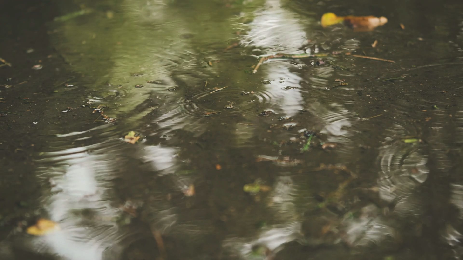 Puddle Ripples