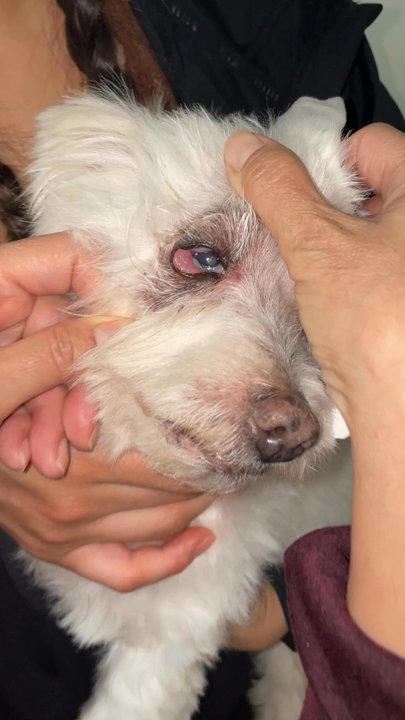 Elite Tanning - Infection - Pet Groomers Near Me - Warren, Michigan