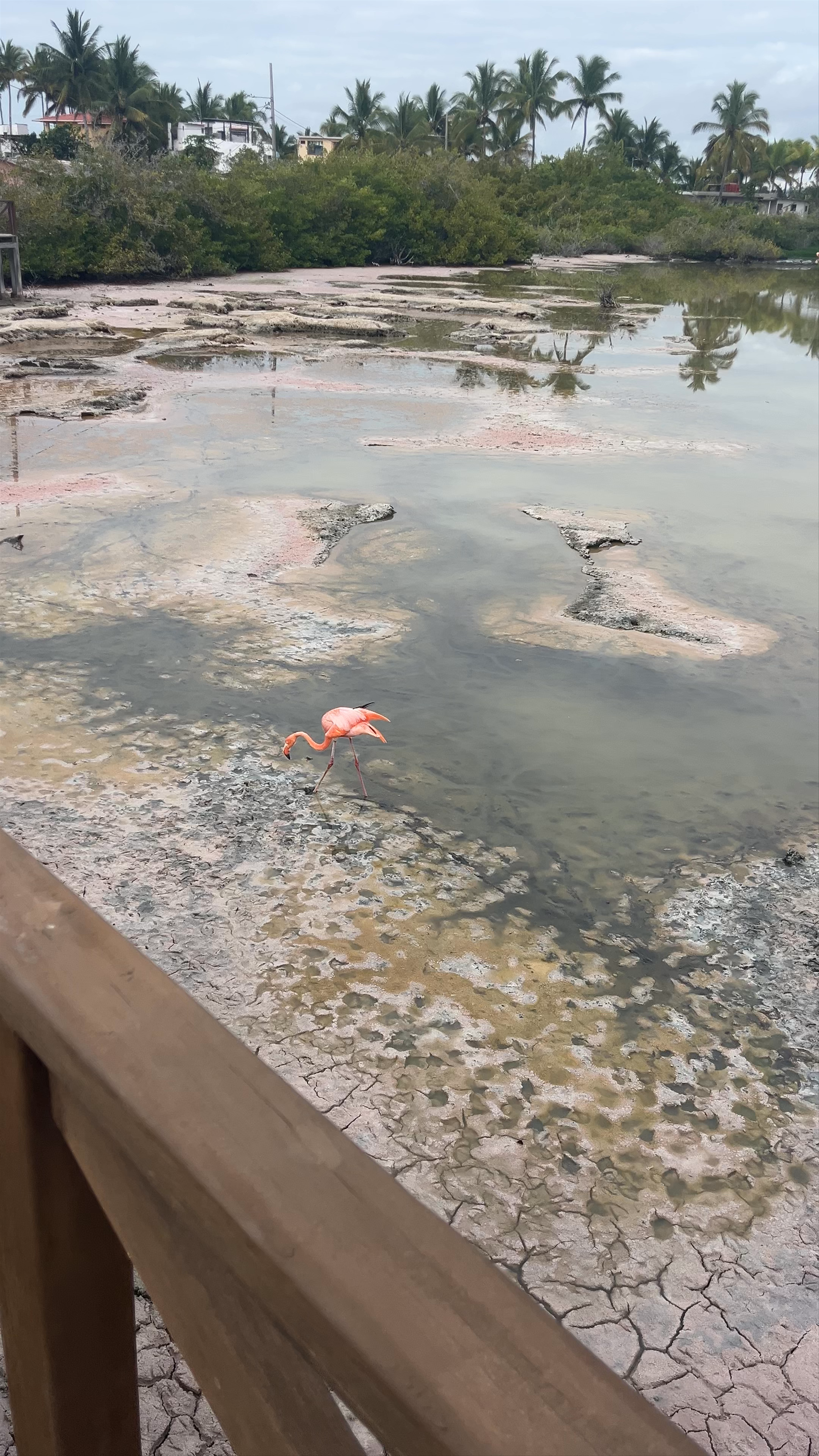 Poza de los Flamingos: Flamingo Sanctuary in Puerto Villamil, Galápagos