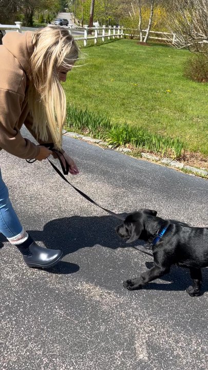 Lux K9 Training  - Luring 101 - Pet Training Near Me