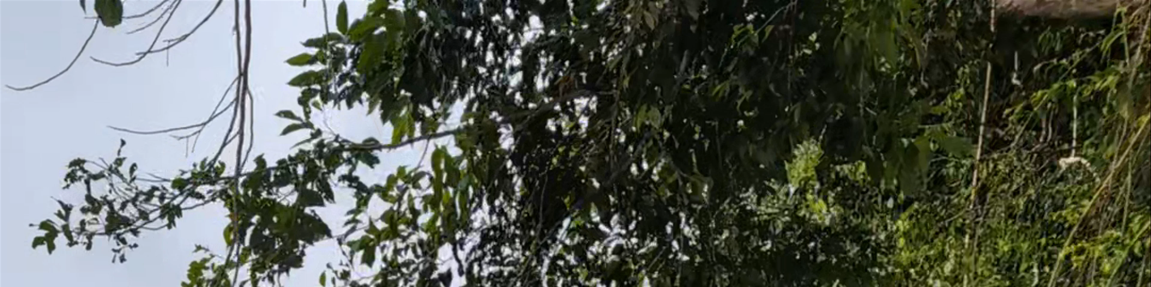 Ulu Temburong National Park
