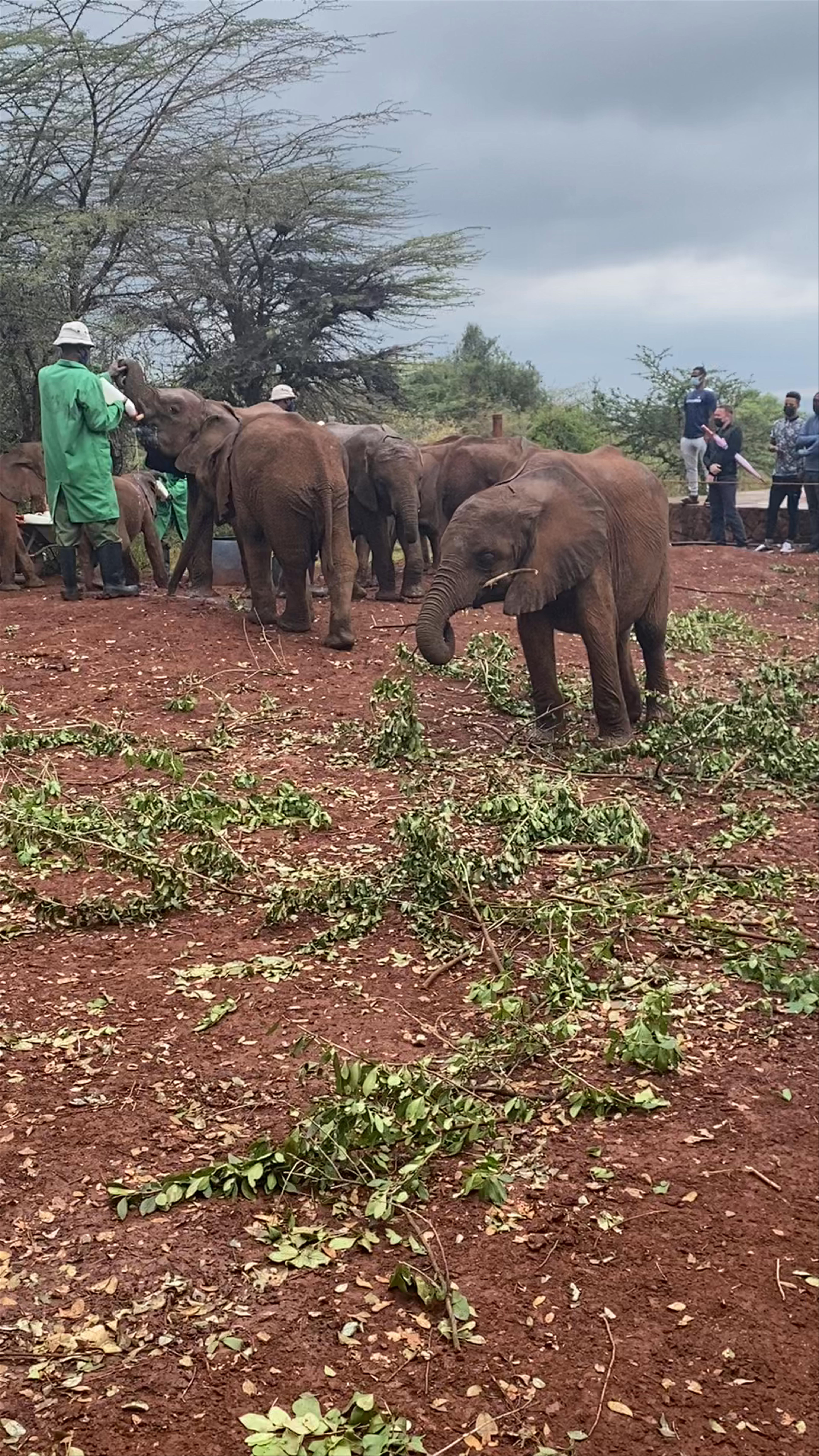 Sheldrick Elephant Orphanage