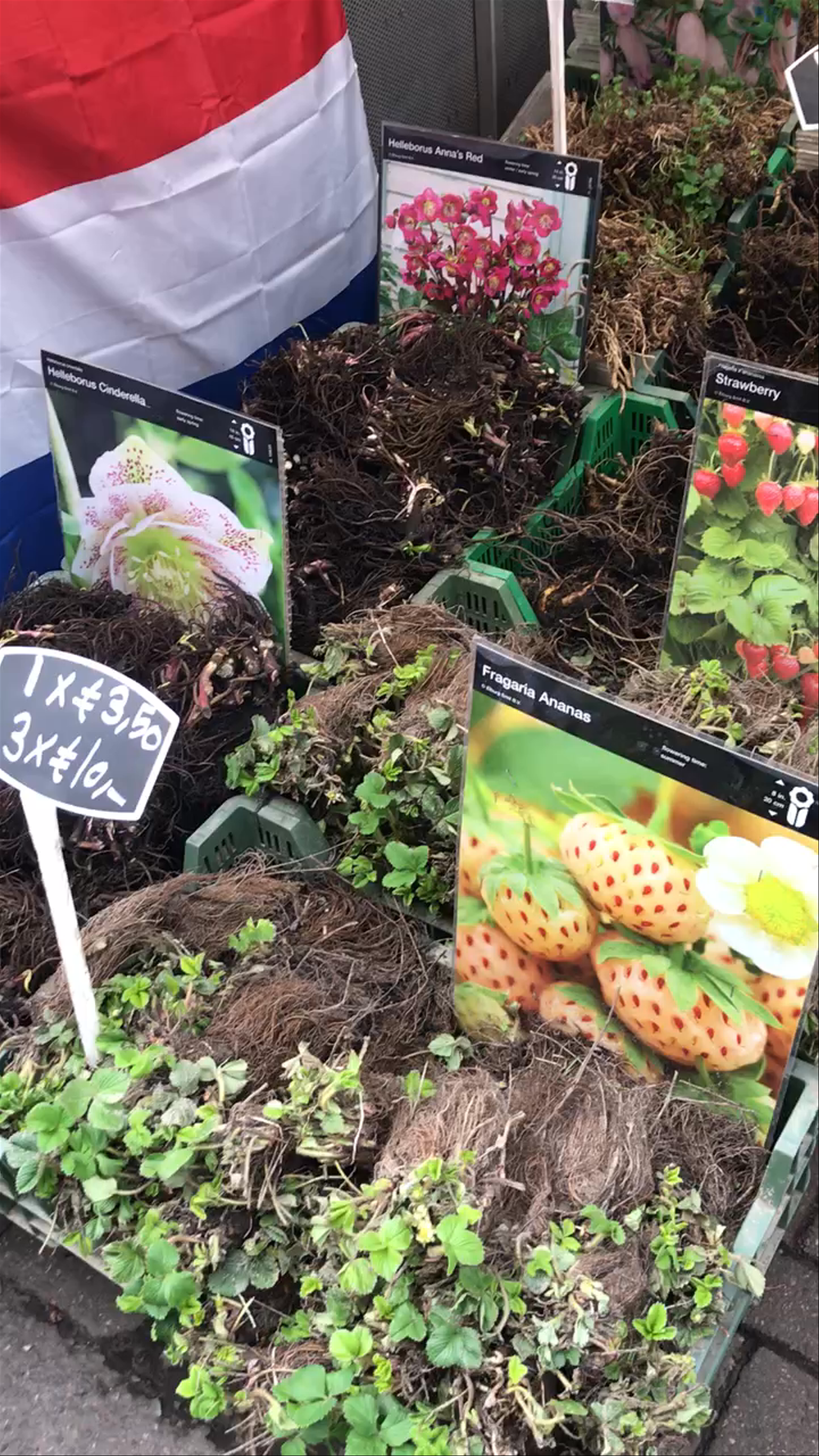 Amsterdam Flower Market: A Blooming Dutch Experience