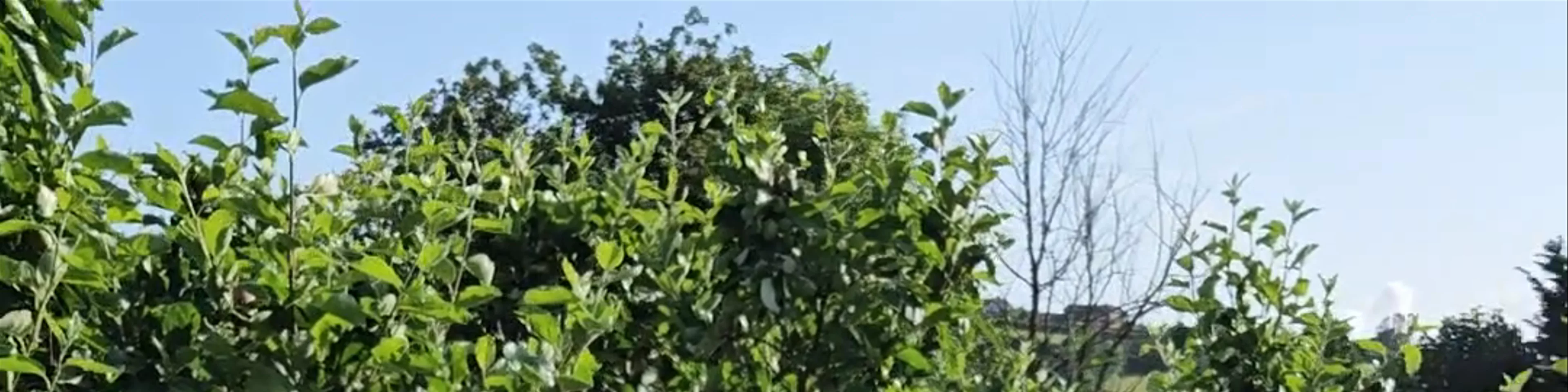 The Hen's Dens at Orchard Organic Farm