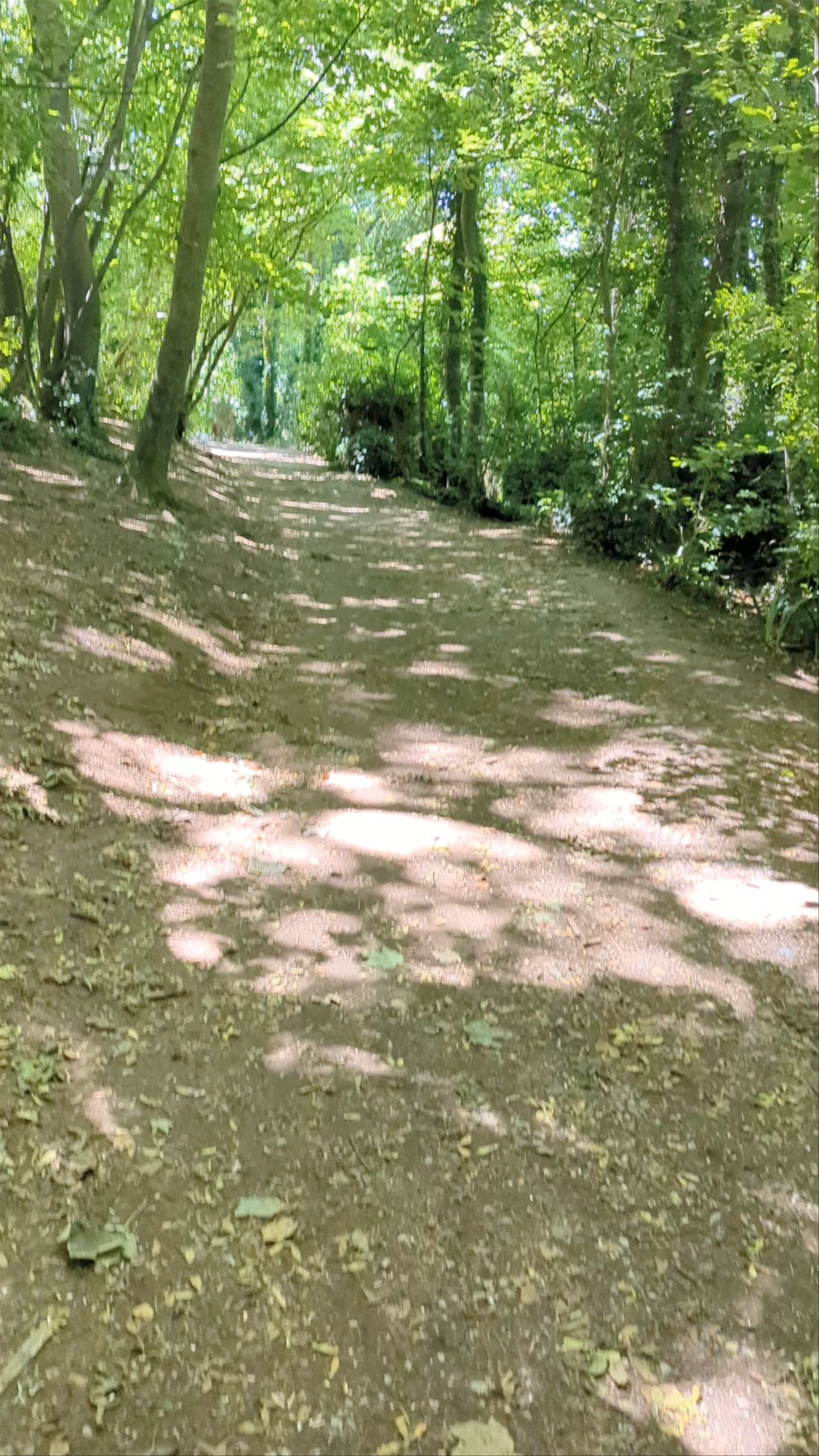 Tranquil Woodland Walk at Berry Head National Nature Reserve, Brixham