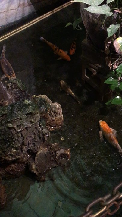 China Garden - Koi. - Chinese Near Me - Moberly, Missouri