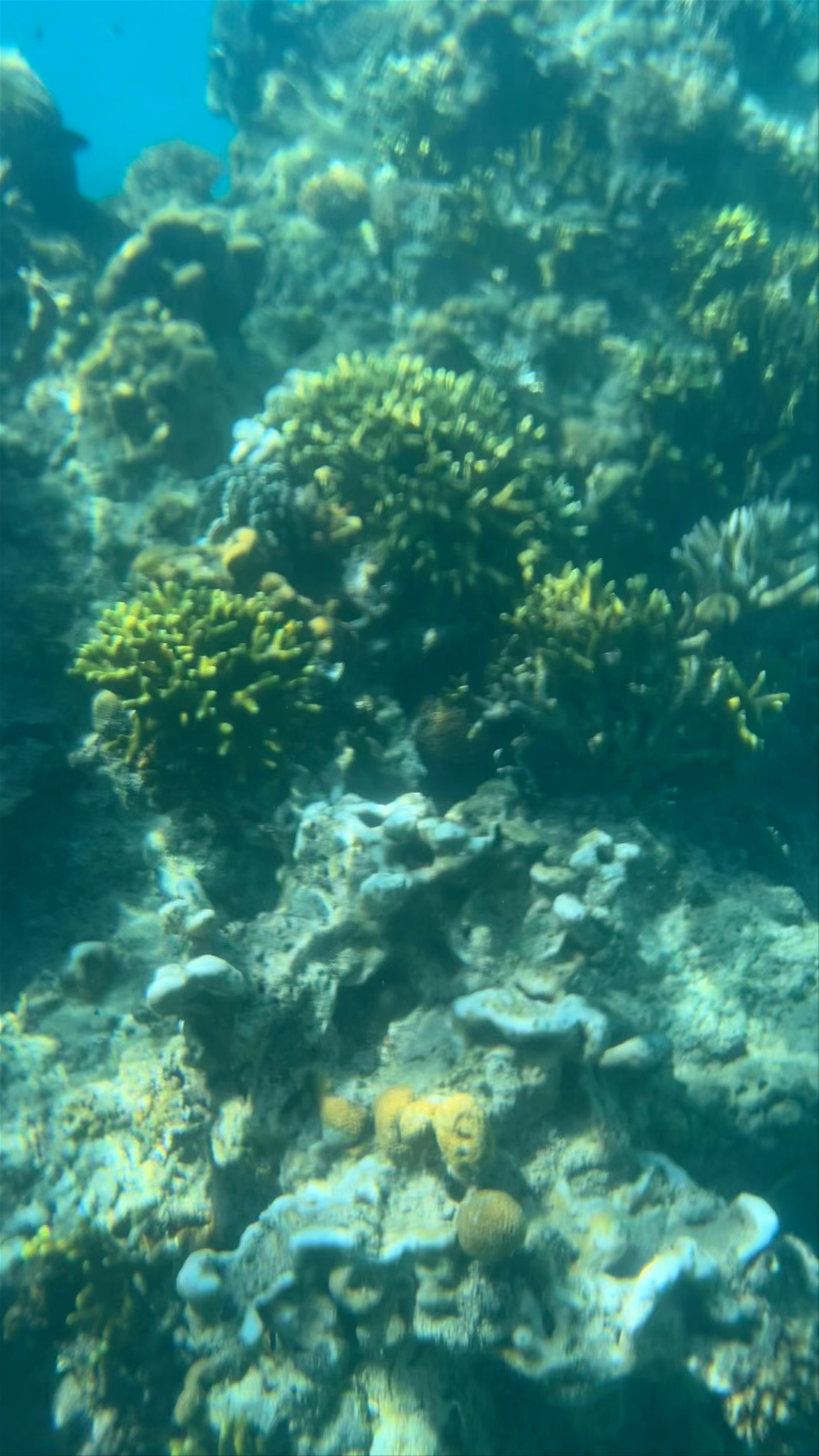 Underwater Coral Wonders at Manlihan Island, Linapacan