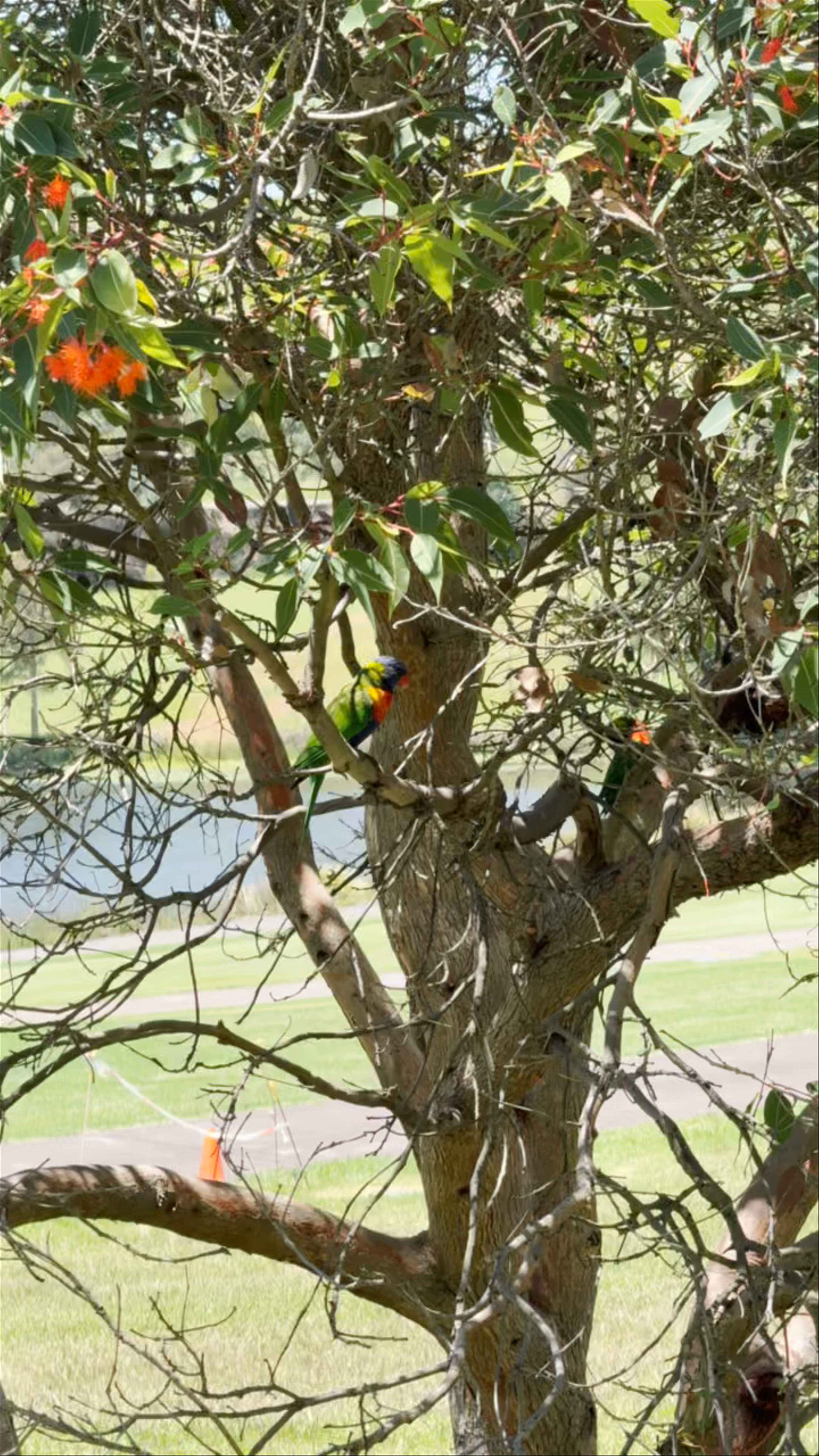 Australian Botanic Garden Mount Annan
