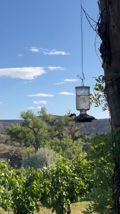 Sutcliffe Vineyards - Wine Tasting Room Near Me - Cortez, Colorado