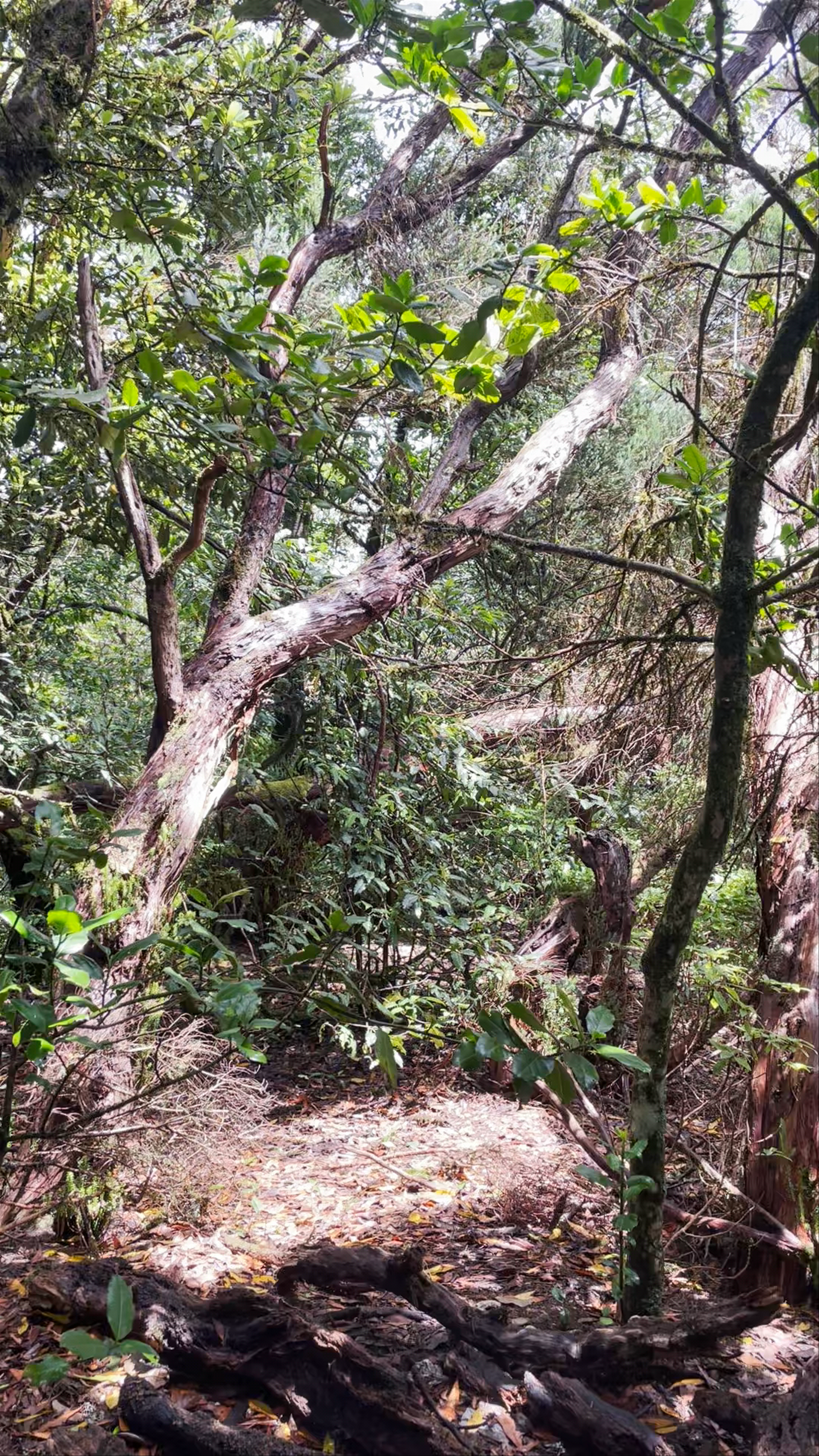 Mirador Cruz del Carmen: Enchanting Forest Views in Tenerife